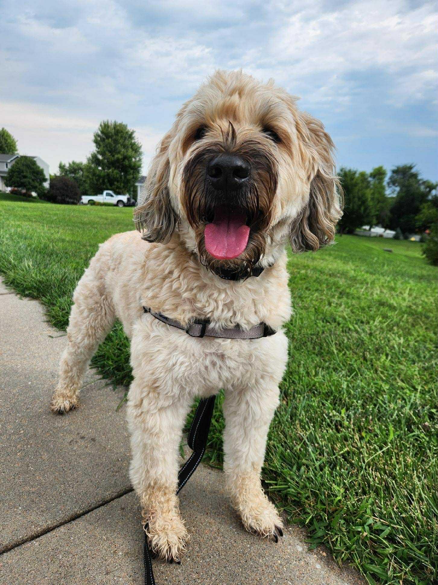 Bentley, a Adopted Wheaten Terrier in Omaha, NE image 1/5