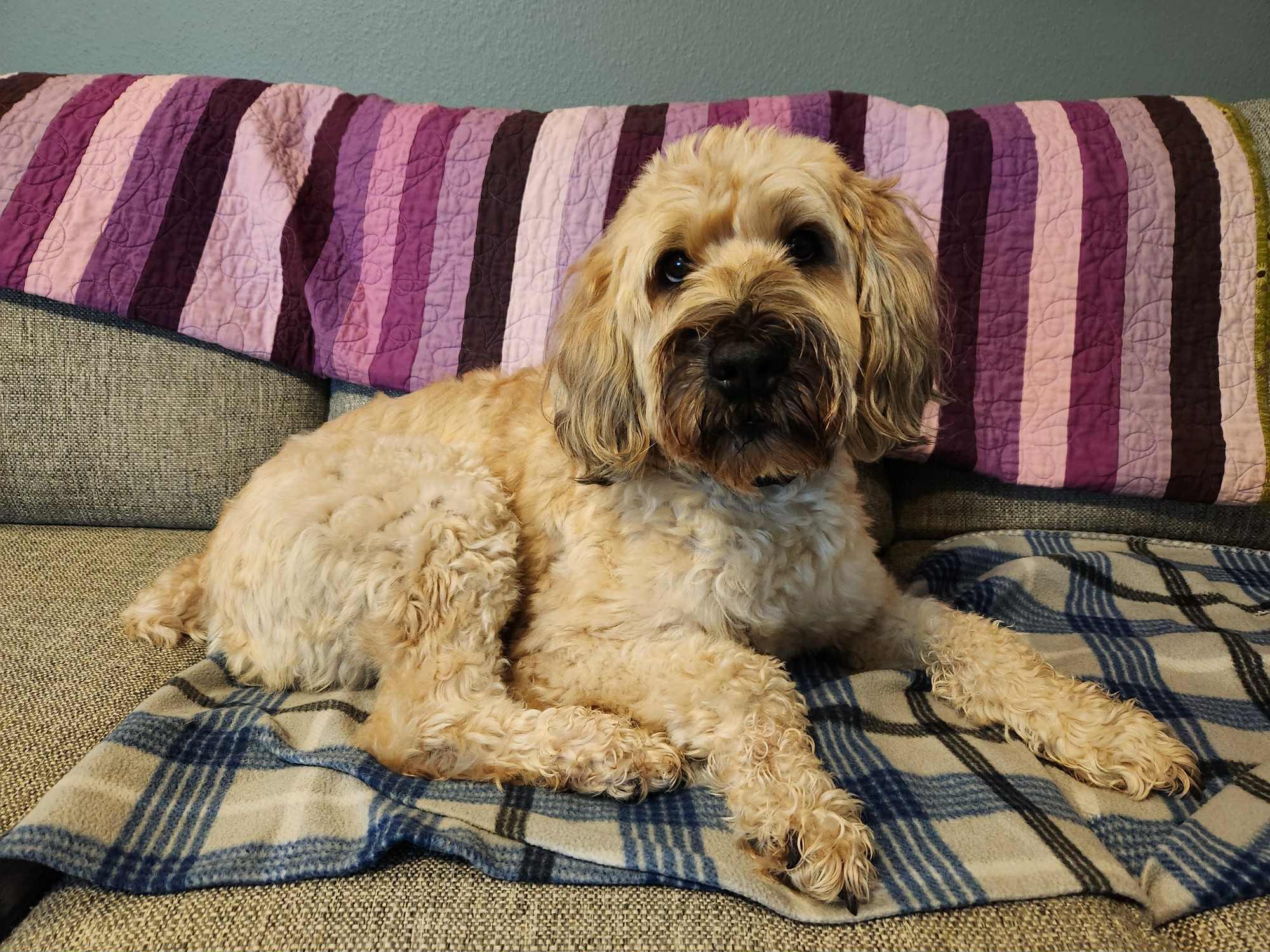 Bentley, a Adopted Wheaten Terrier in Omaha, NE image 2/5
