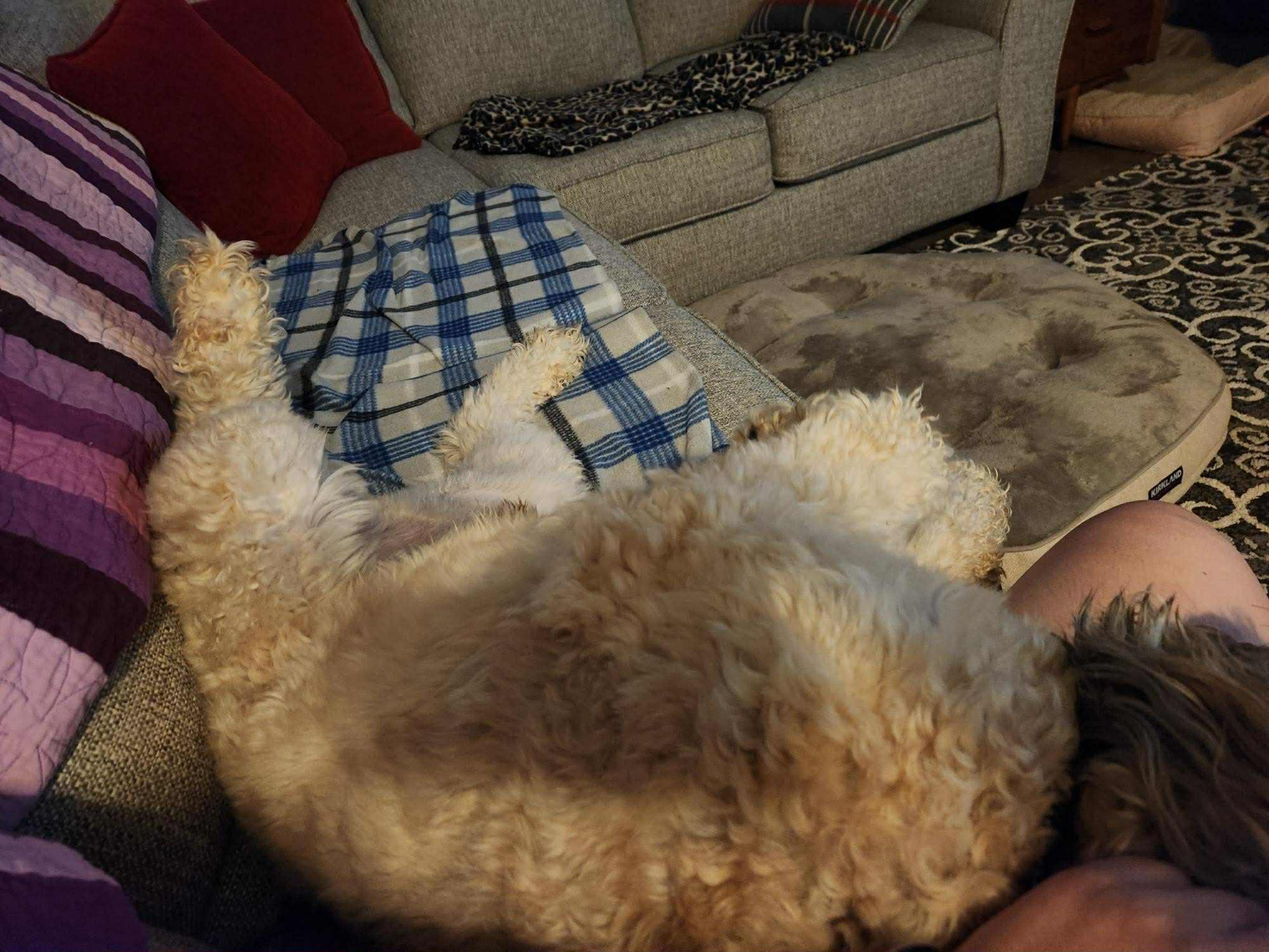 Bentley, a Adopted Wheaten Terrier in Omaha, NE image 3/5