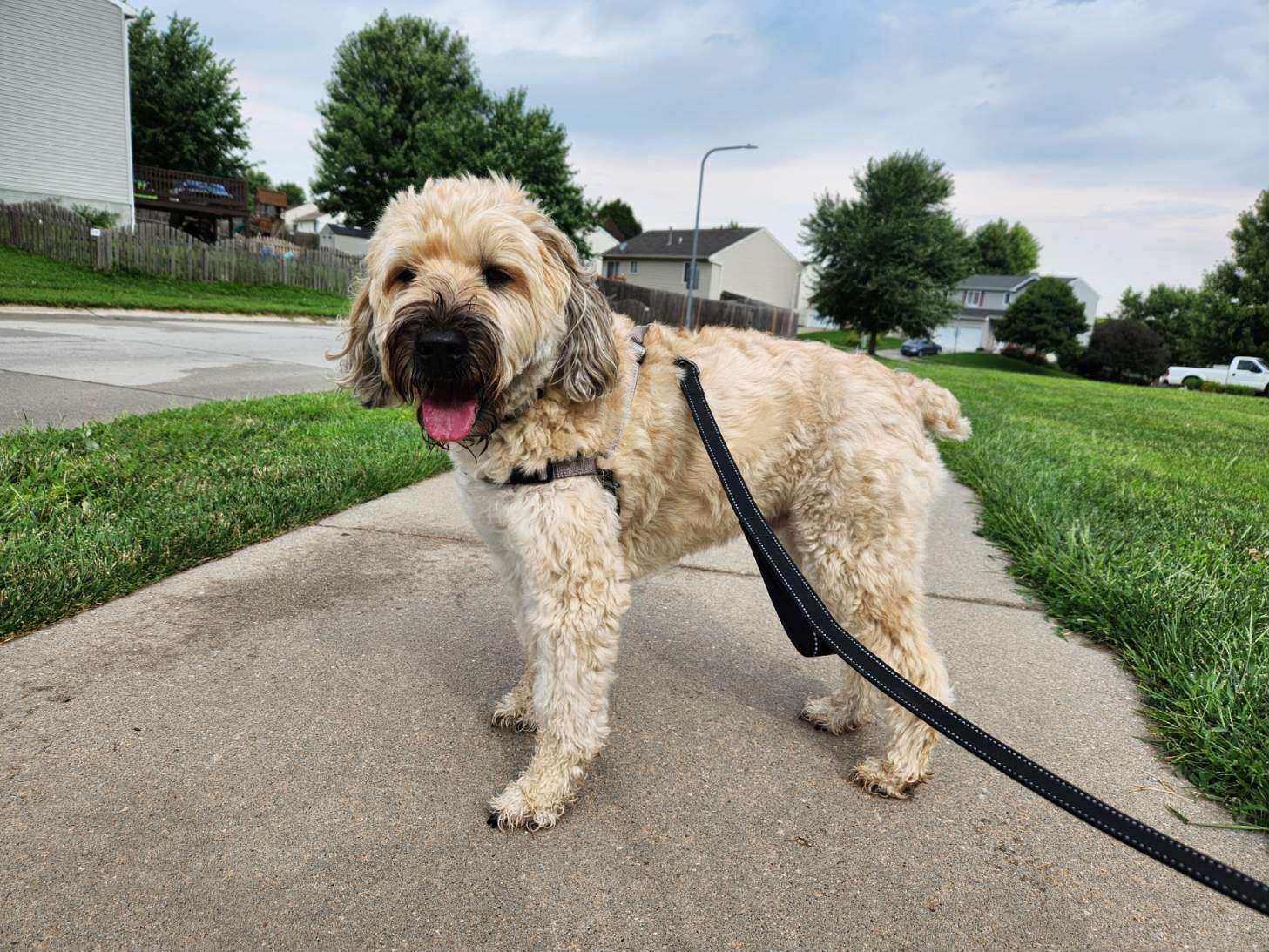 Bentley, a Adopted Wheaten Terrier in Omaha, NE image 4/5