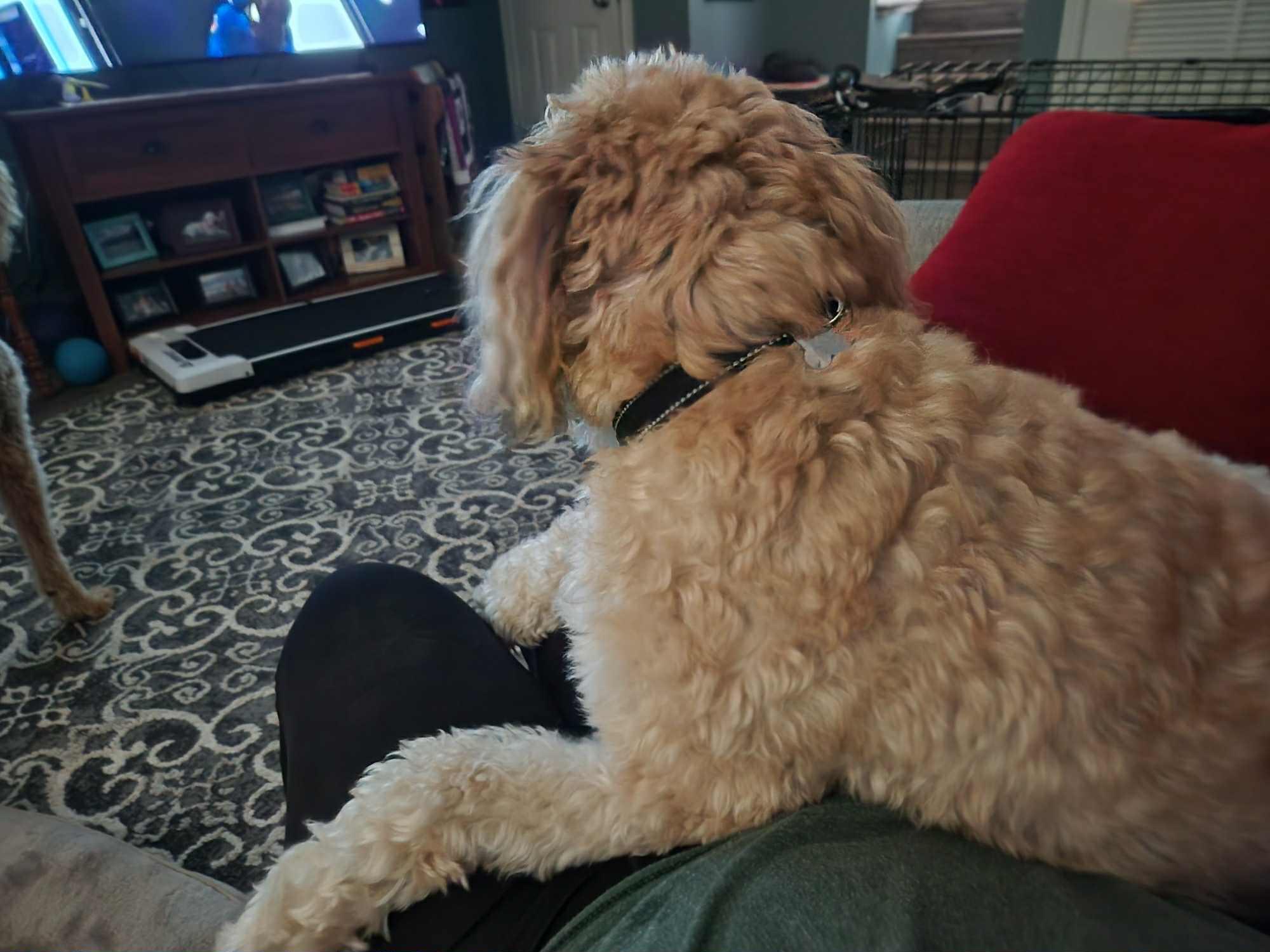 Bentley, a Adopted Wheaten Terrier in Omaha, NE image 5/5