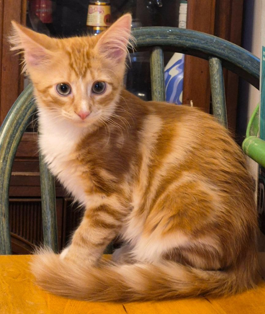 O'Malley, Adoptable, Kitten Male Domestic Short Hair.