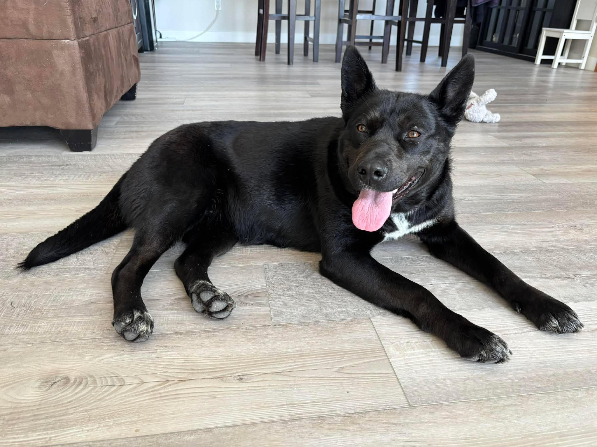 Enlarge Zia  “aka Betty Boo”, a Adoptable mixed breed in Winnipeg, MB image 4/6
