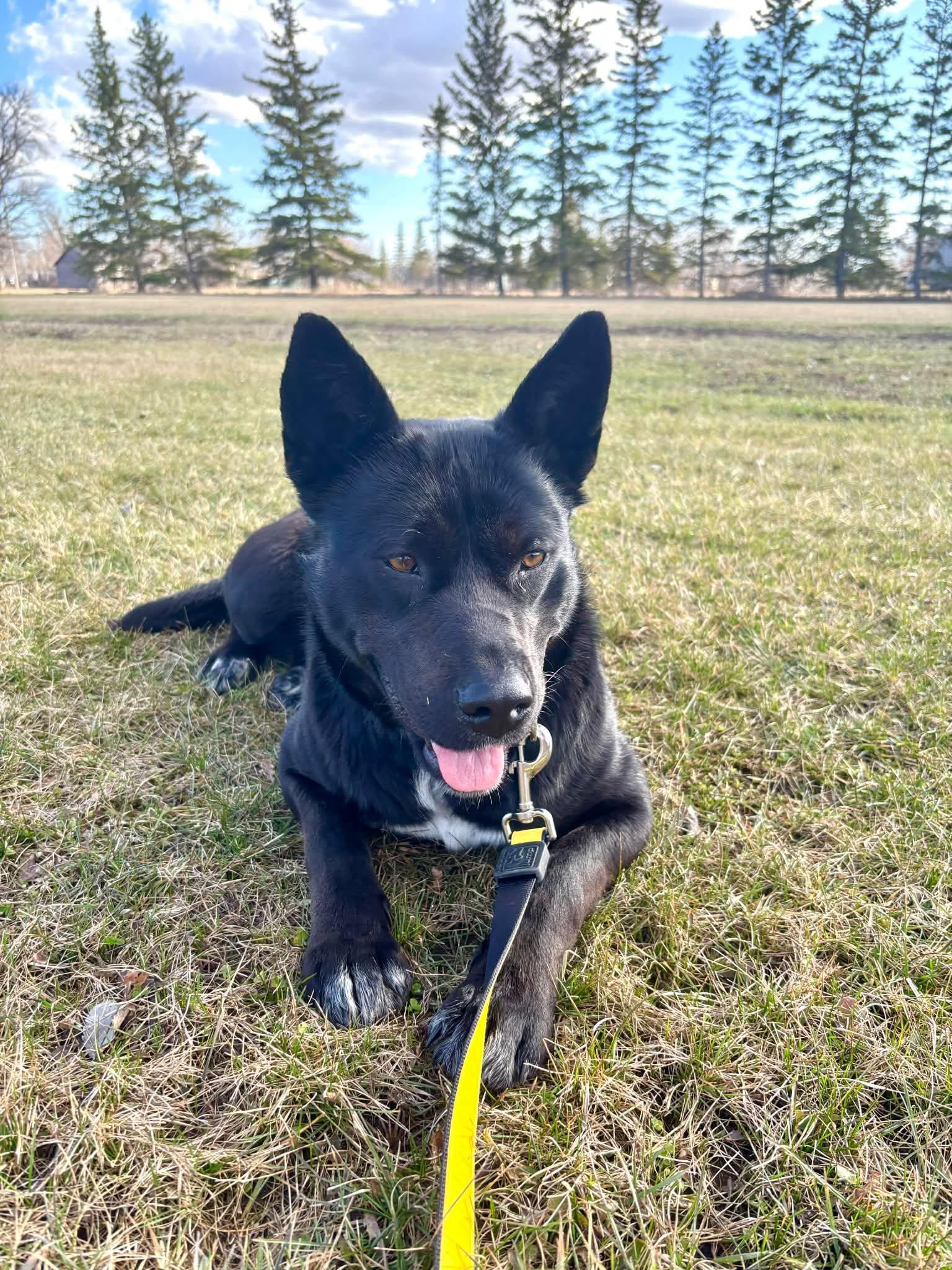 Enlarge Zia  “aka Betty Boo”, a Adoptable mixed breed in Winnipeg, MB image 5/6