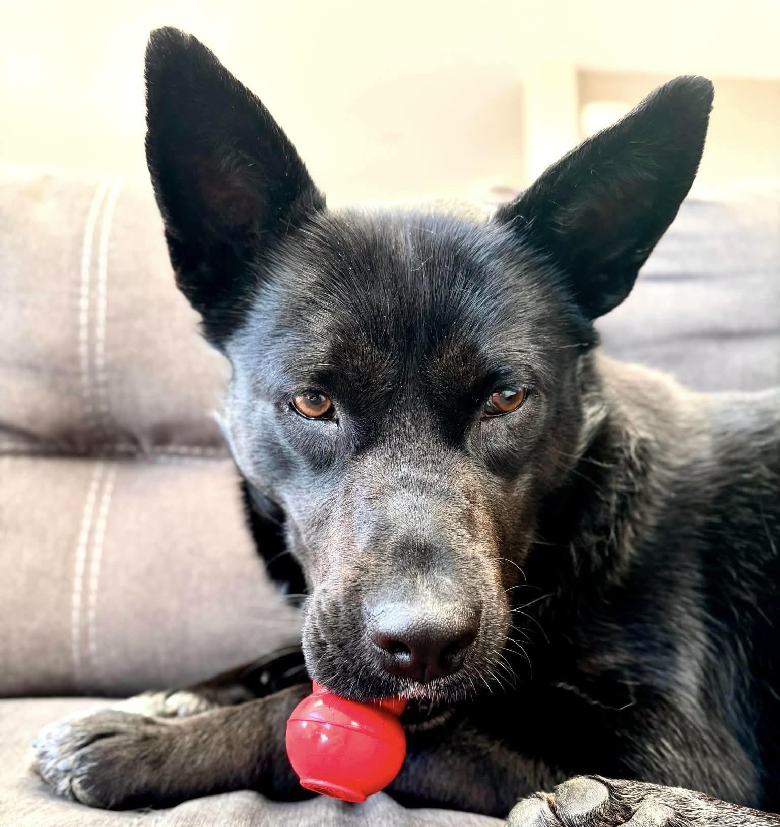 Zia  “aka Betty Boo”, Adoptable, Young Female Shepherd & Black Labrador Retriever.