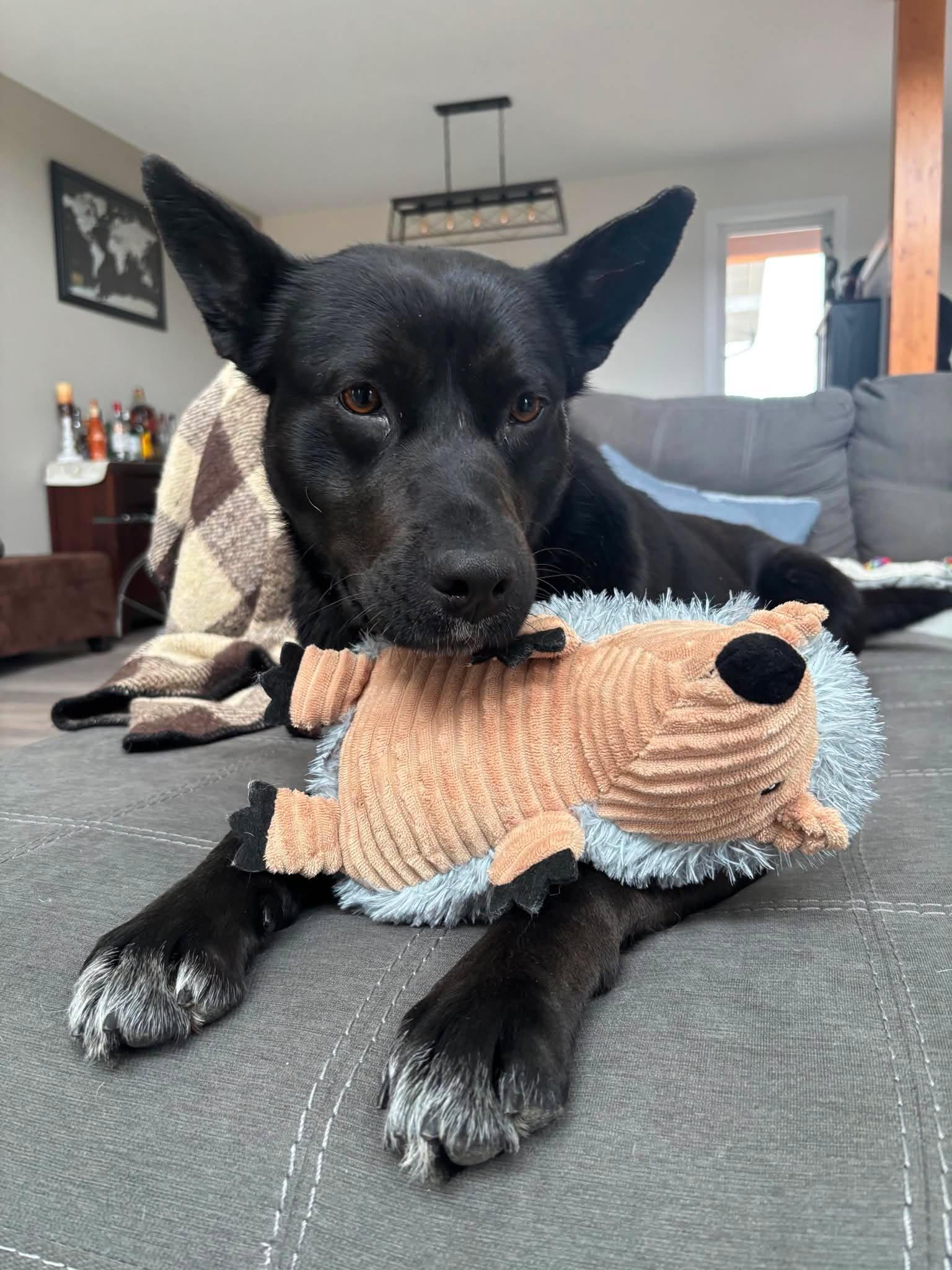 Enlarge Zia  “aka Betty Boo”, a Adoptable mixed breed in Winnipeg, MB image 6/6