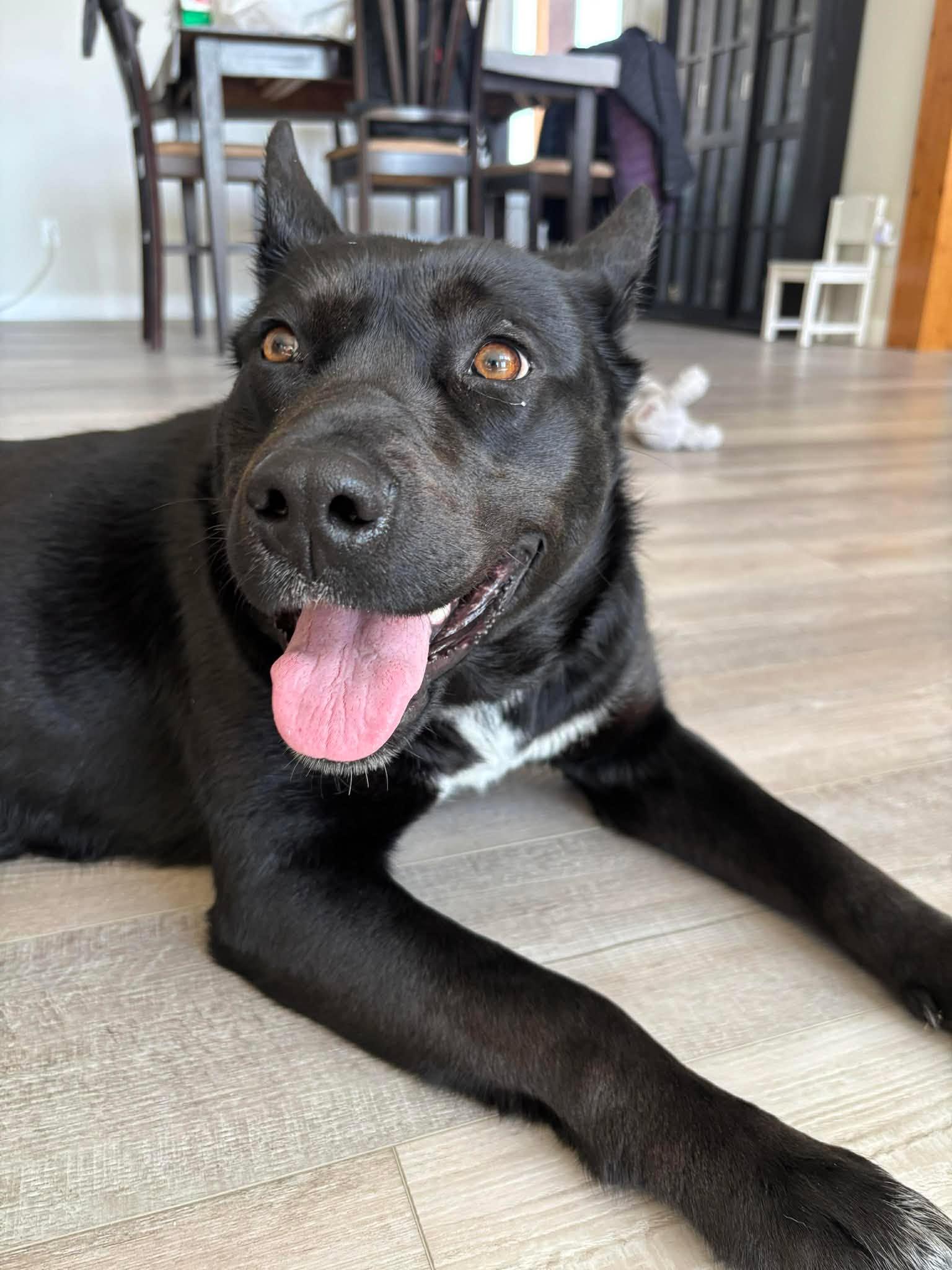 Enlarge Zia  “aka Betty Boo”, a Adoptable mixed breed in Winnipeg, MB image 3/6
