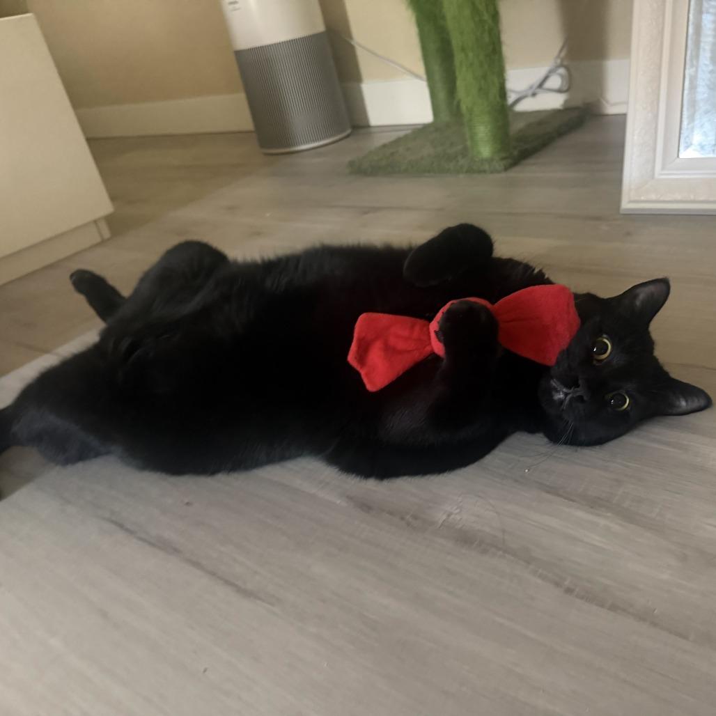 Luffy, Adoptable, Adult Male Domestic Short Hair.