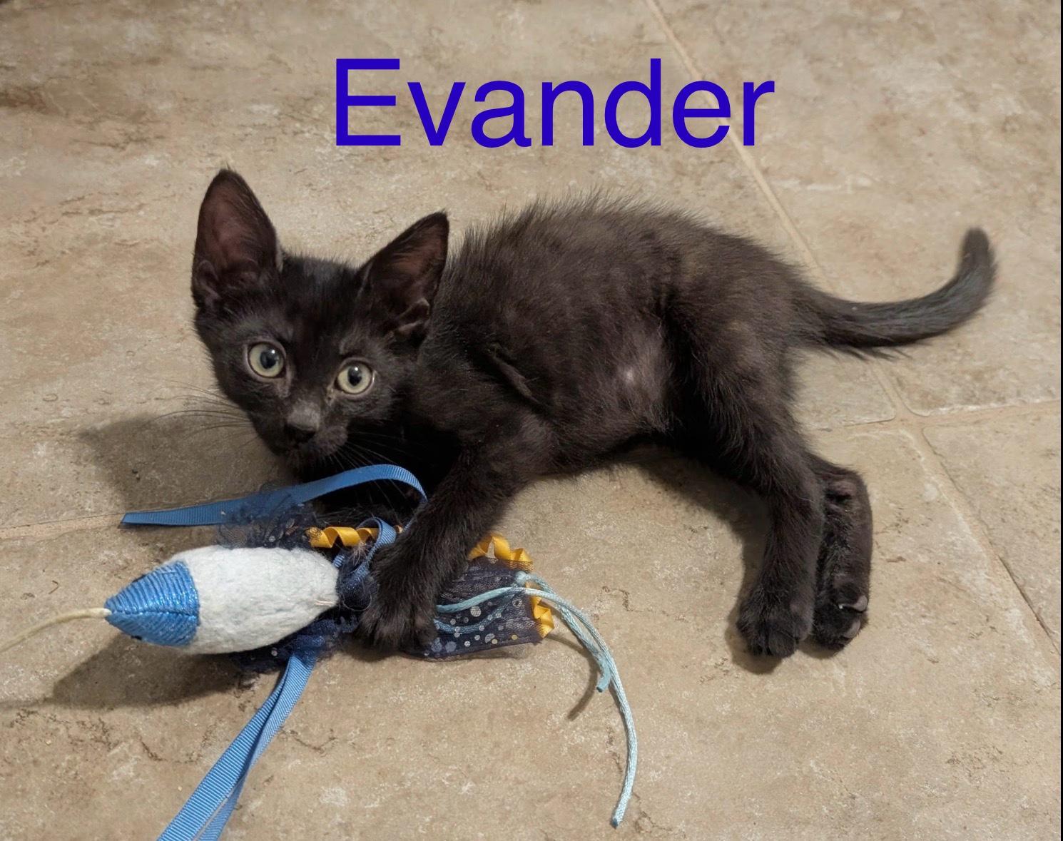 Evander, ADOPTABLE, Kitten Male Domestic Short Hair.
