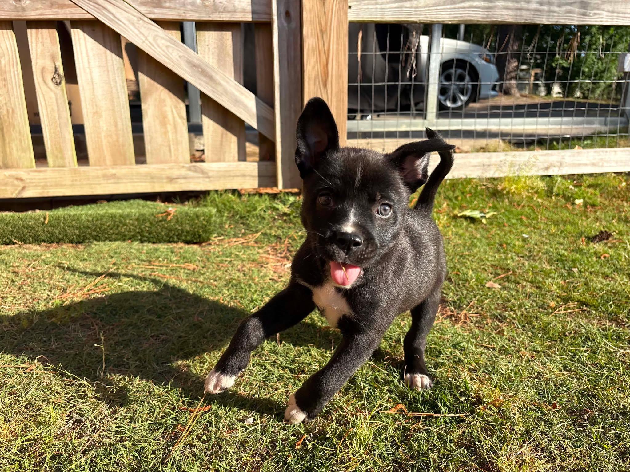 Finn, ADOPTABLE, Puppy Male Black Labrador Retriever & Husky.