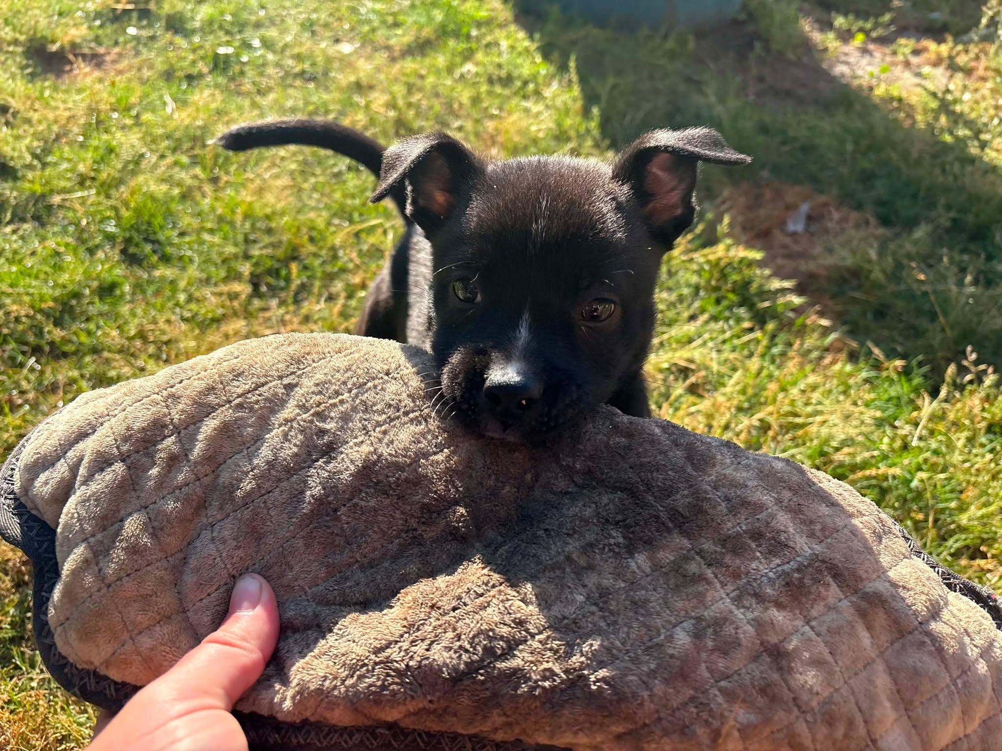 Enlarge Finn, a ADOPTABLE mixed breed in Wilmington, NC image 2/2
