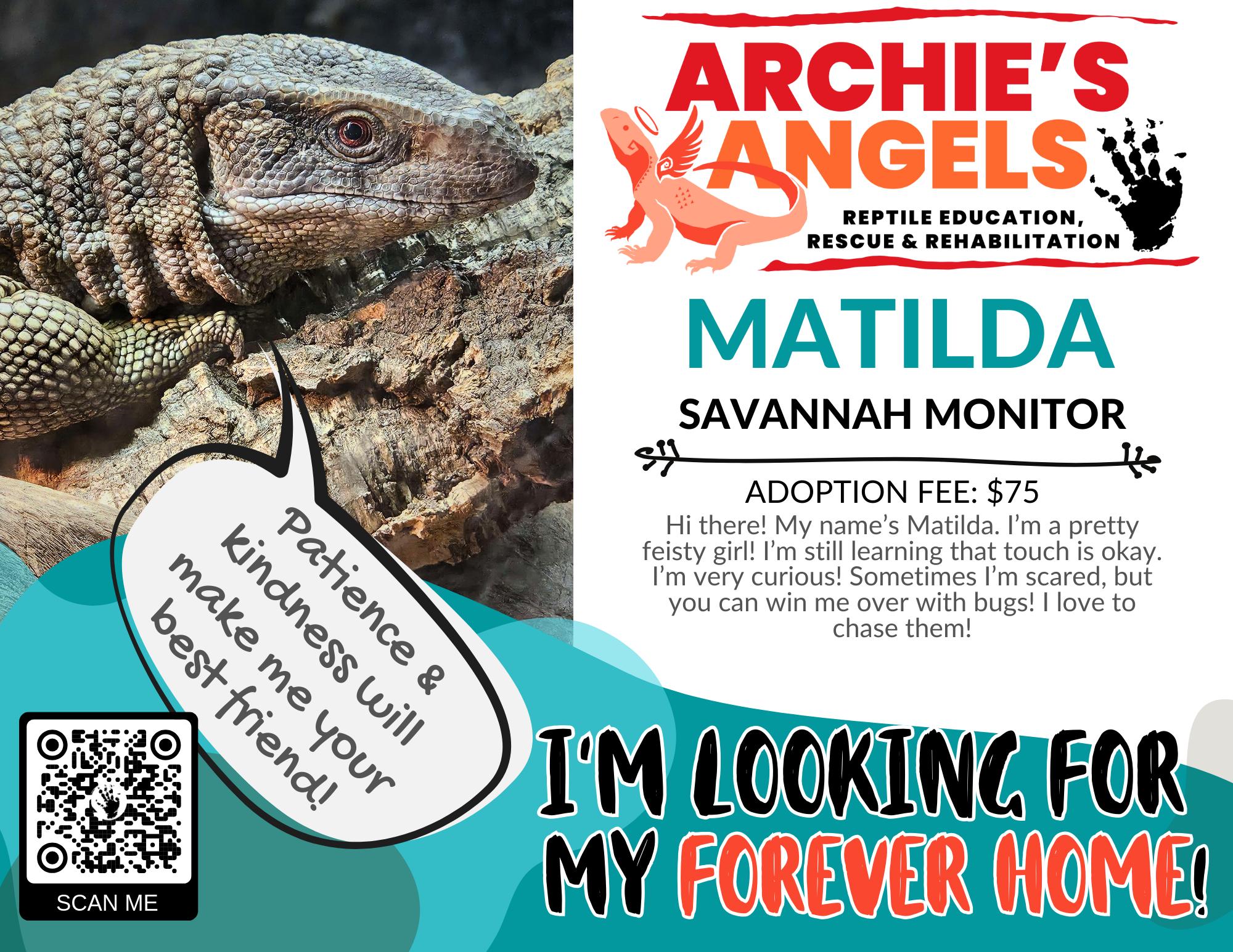 Matilda, ADOPTABLE, Young Unknown Monitor.