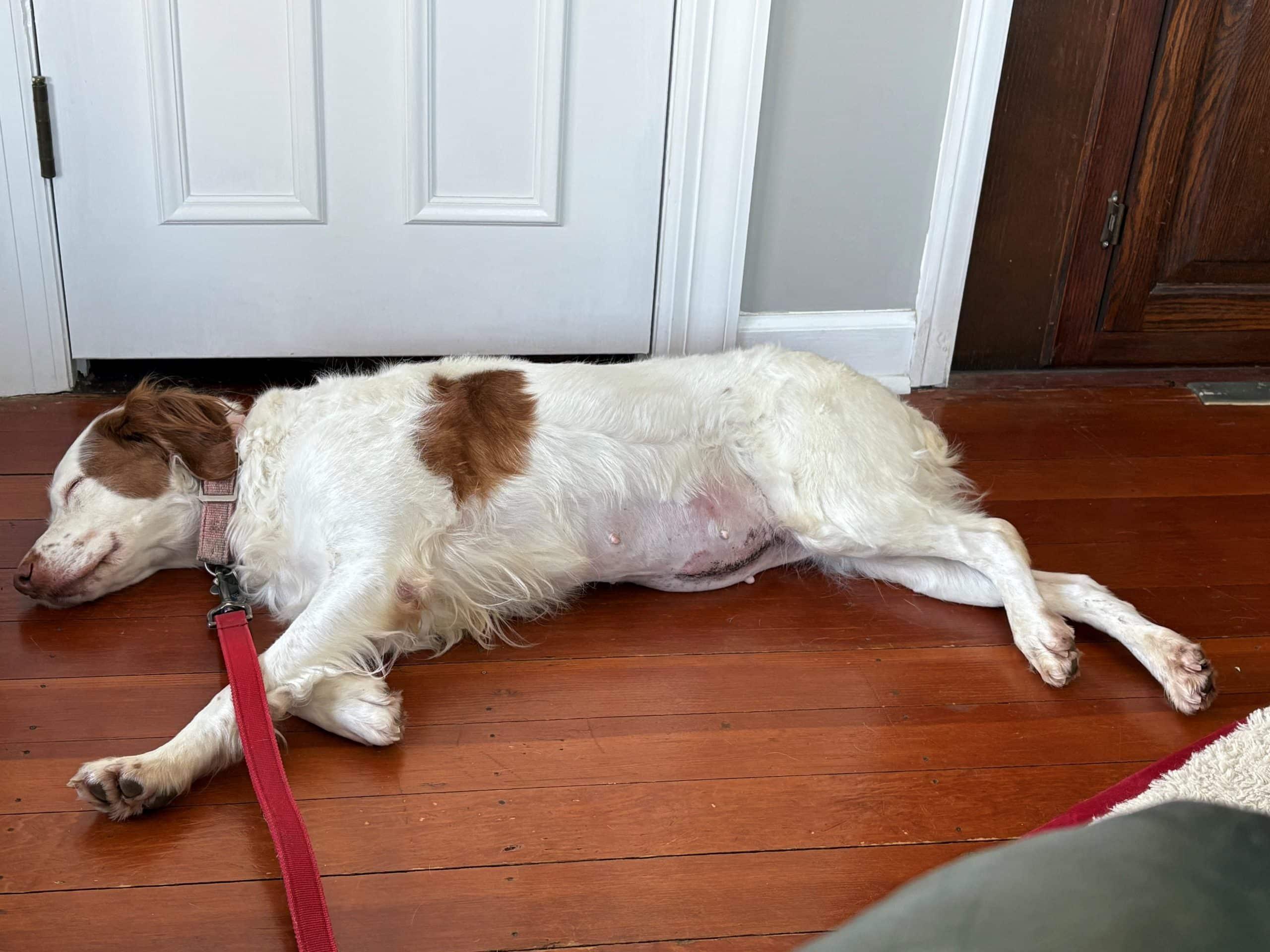 Enlarge Joile aka Jo Jo - 20043265 - IL, a ADOPTABLE Brittany Spaniel in Sugar Grove, IL image 3/3