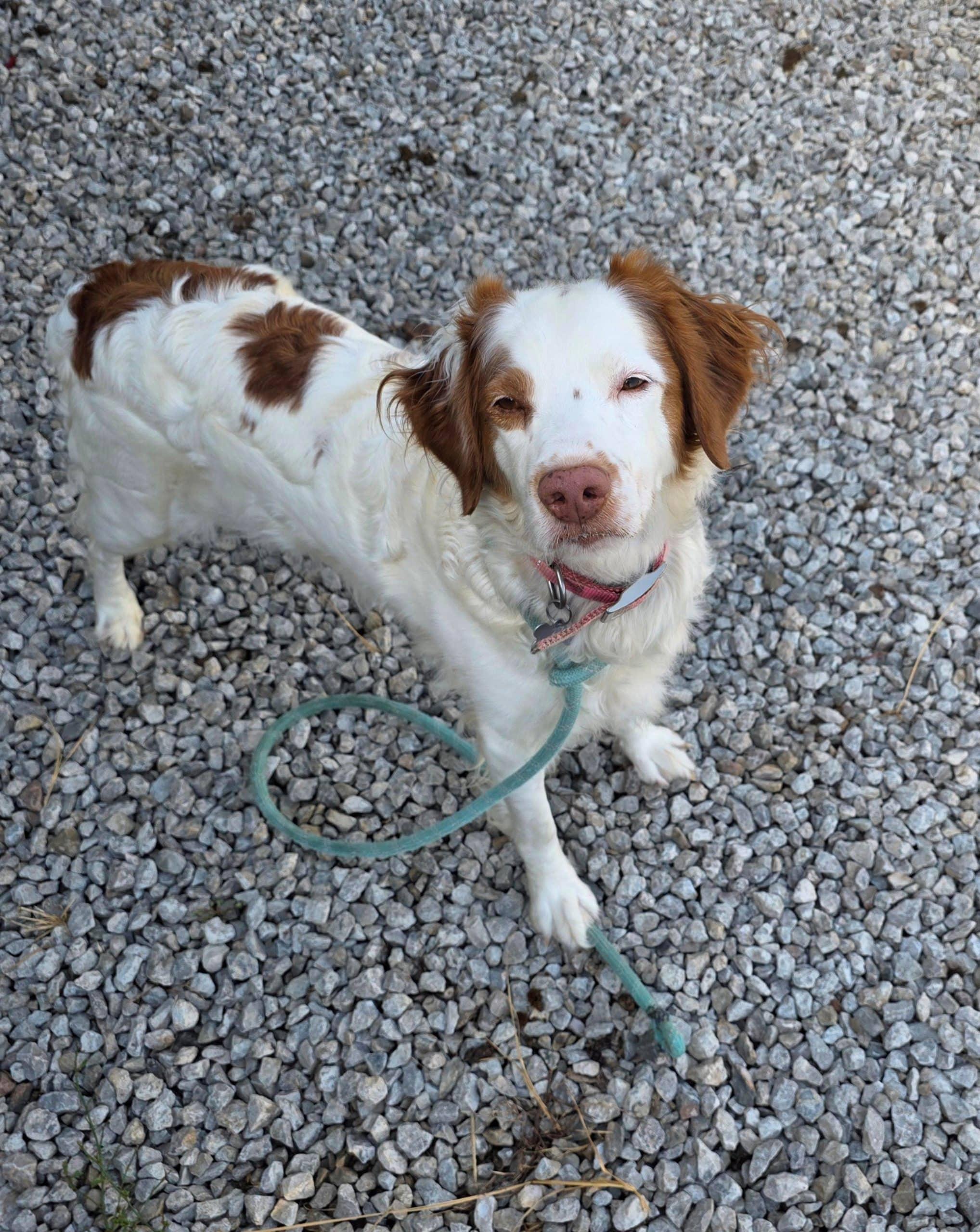 Joile aka Jo Jo - 20043265 - IL, ADOPTABLE, Adult Female Brittany Spaniel.