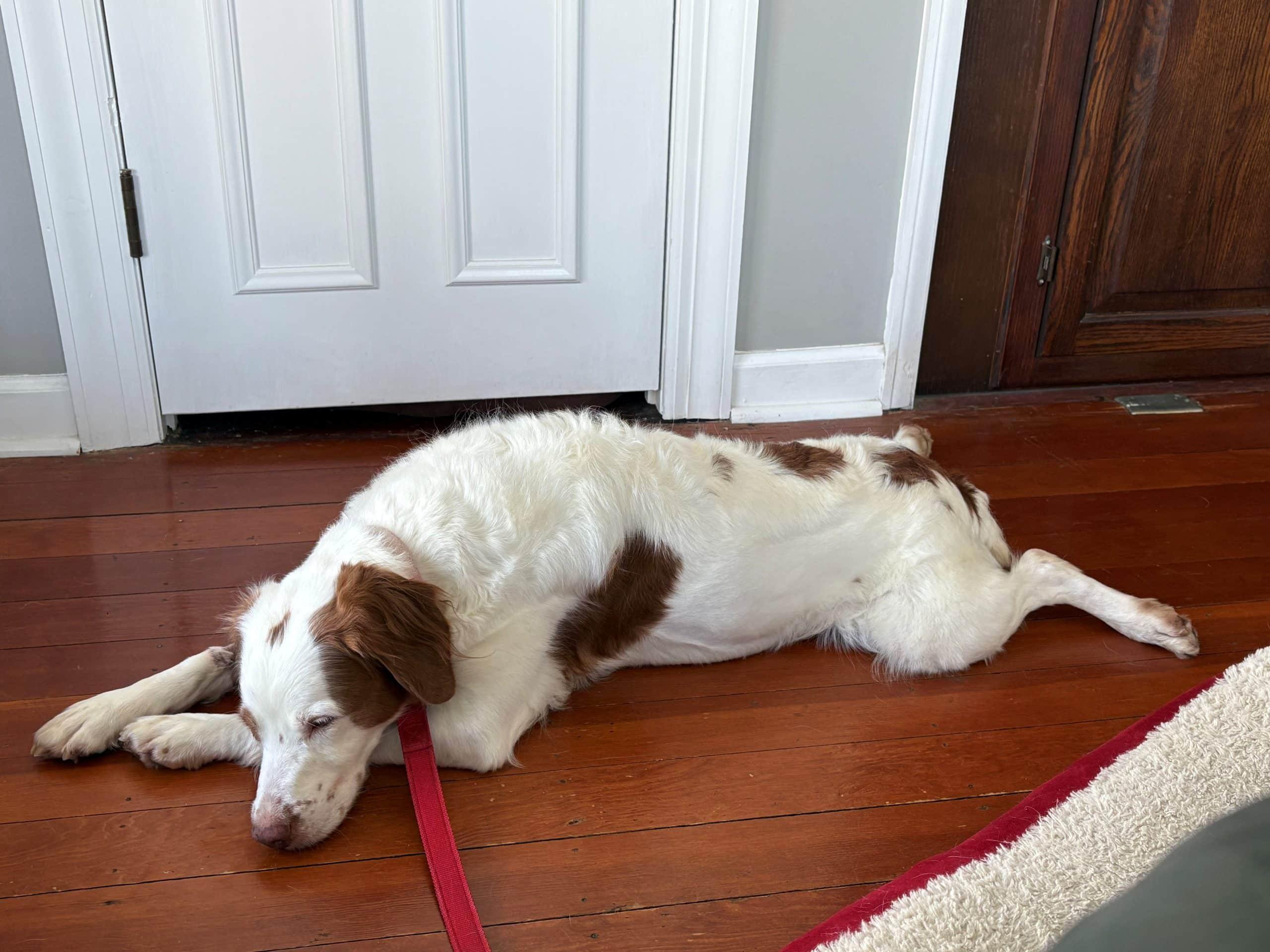 Enlarge Joile aka Jo Jo - 20043265 - IL, a ADOPTABLE Brittany Spaniel in Sugar Grove, IL image 2/3