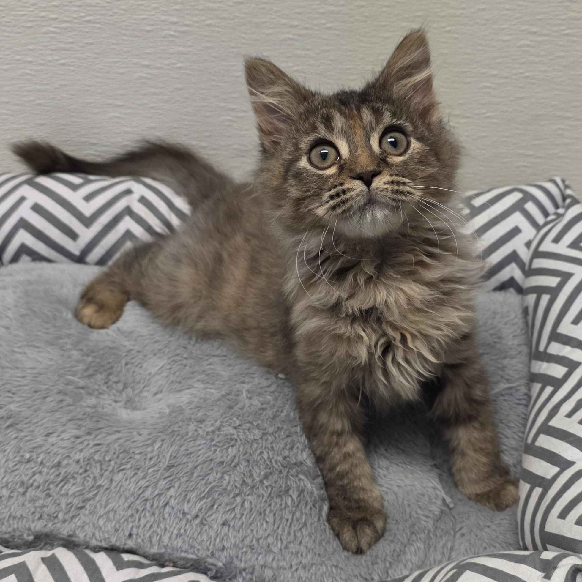 Mavis, adoptable, Young Female Tabby & Domestic Medium Hair.