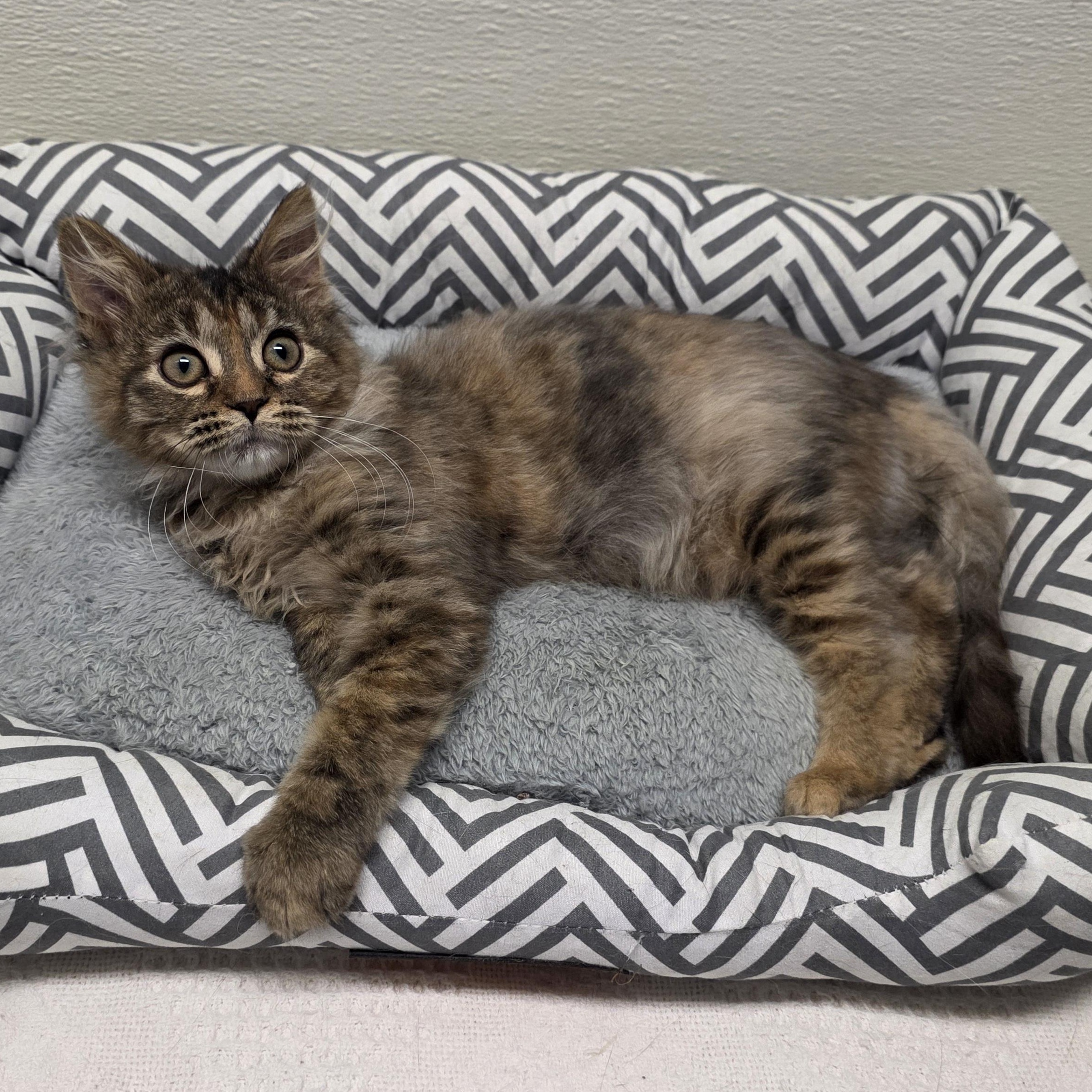 Enlarge Mavis, an adoptable mixed breed in Greensboro, NC image 3/6