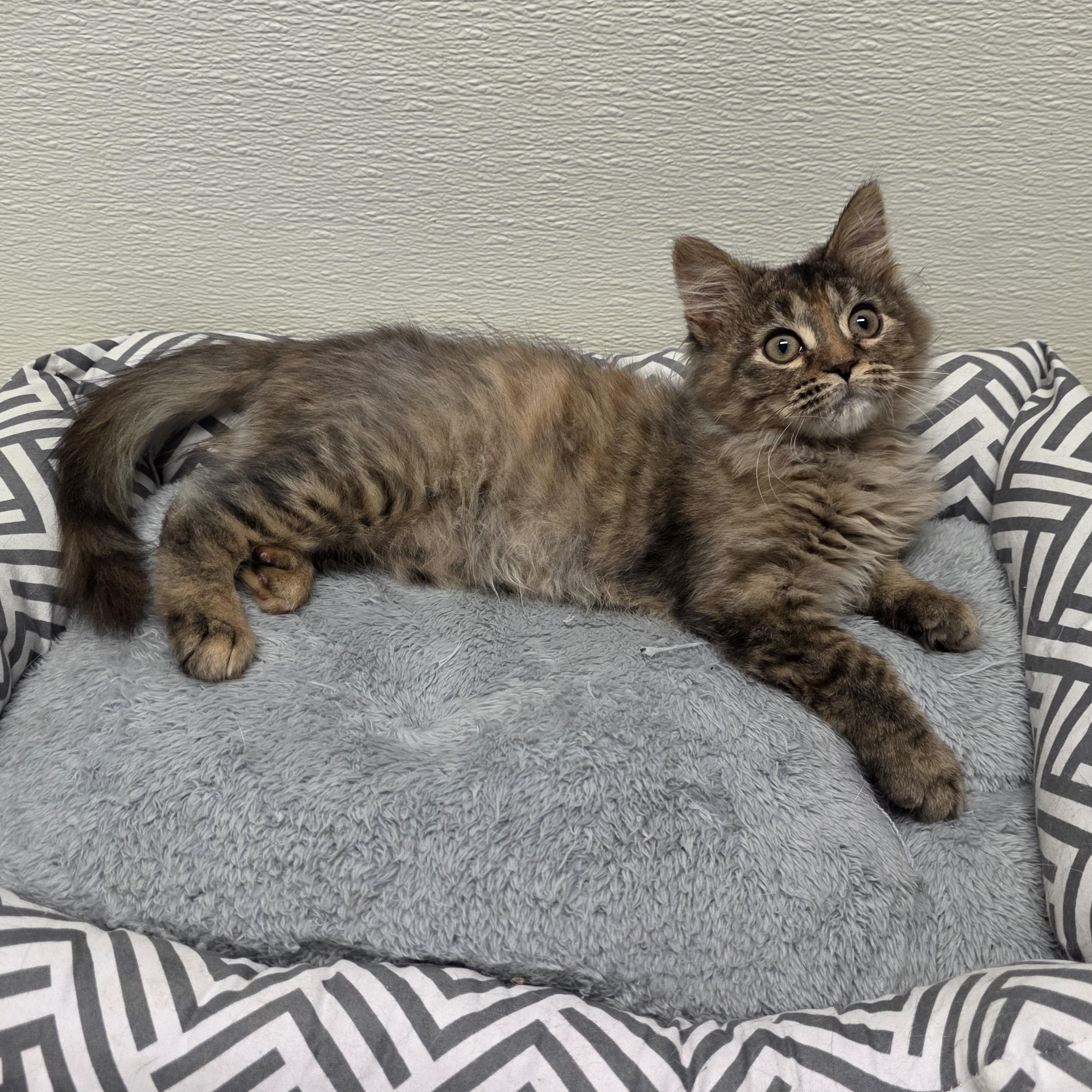 Enlarge Mavis, an adoptable mixed breed in Greensboro, NC image 5/6