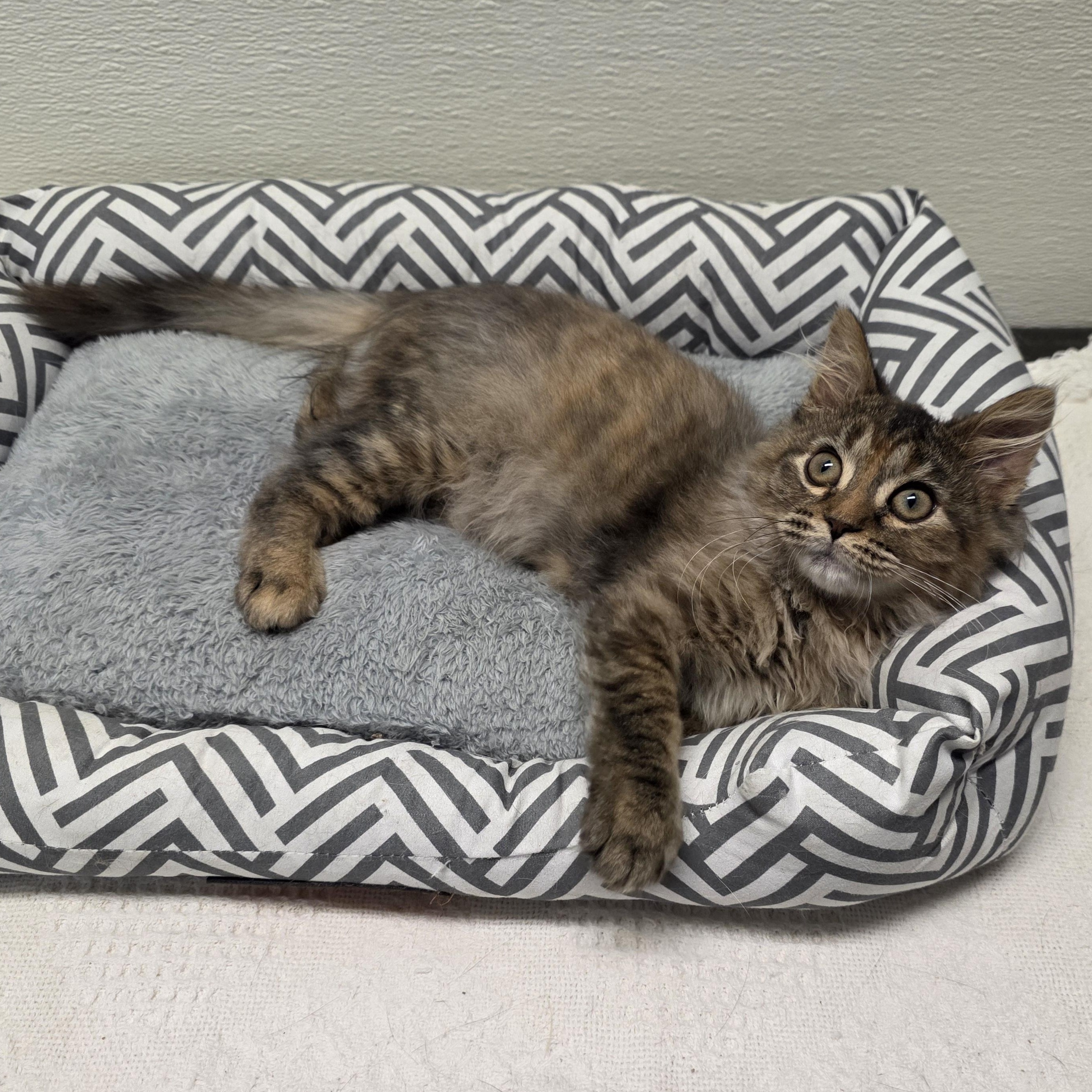 Enlarge Mavis, an adoptable mixed breed in Greensboro, NC image 2/6