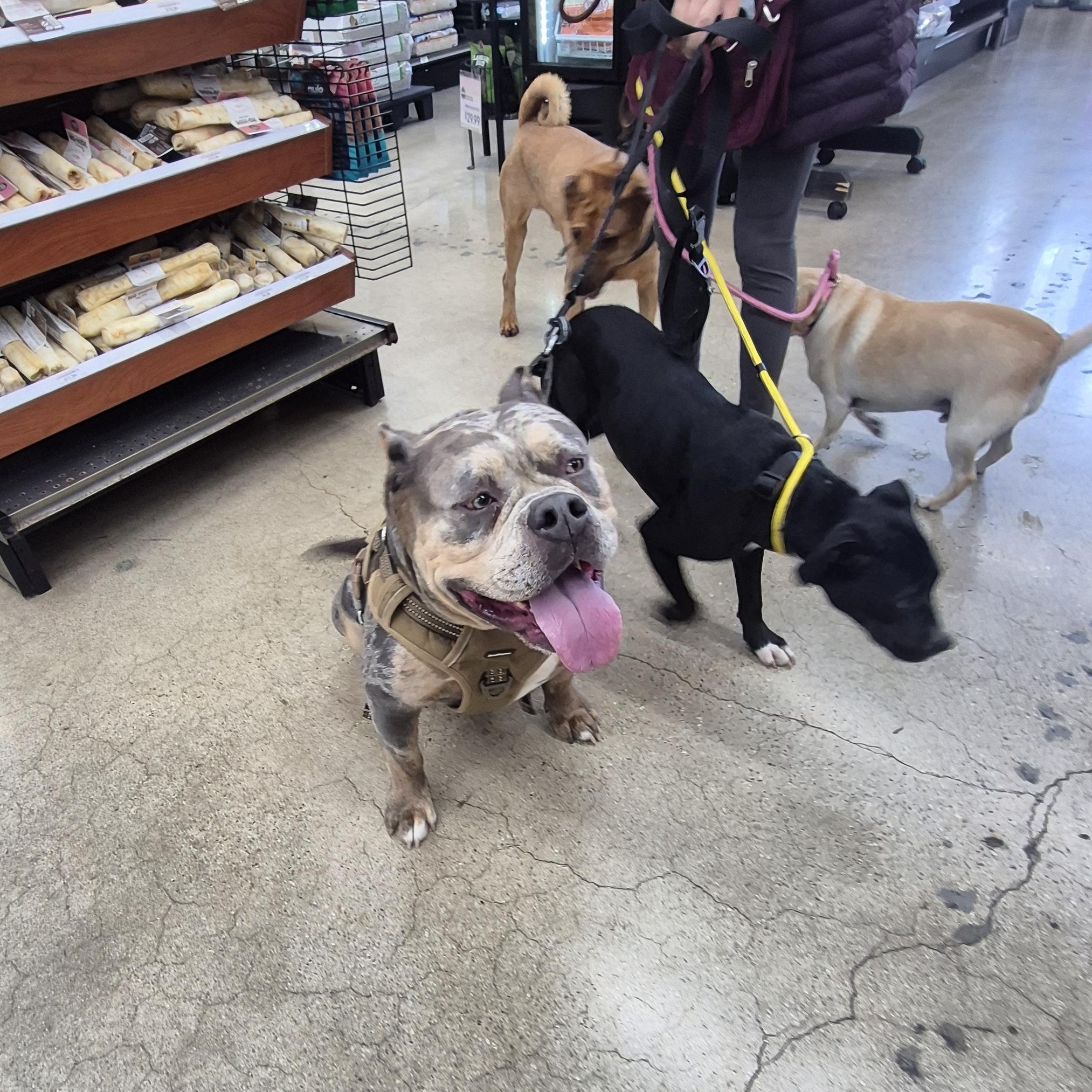 Enlarge Deebo Man, an adopted American Bulldog in Manhattan Beach, CA image 5/6