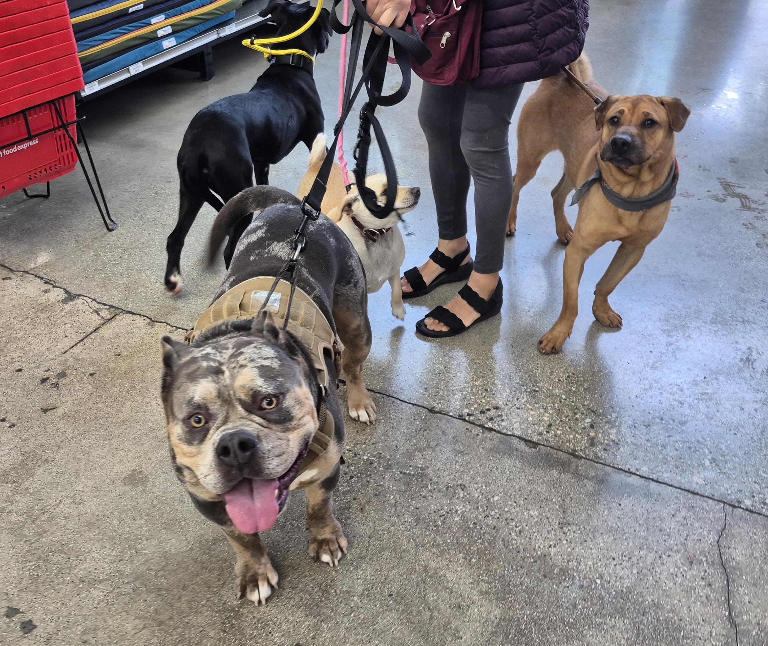Enlarge Deebo Man, an adopted American Bulldog in Manhattan Beach, CA image 3/6
