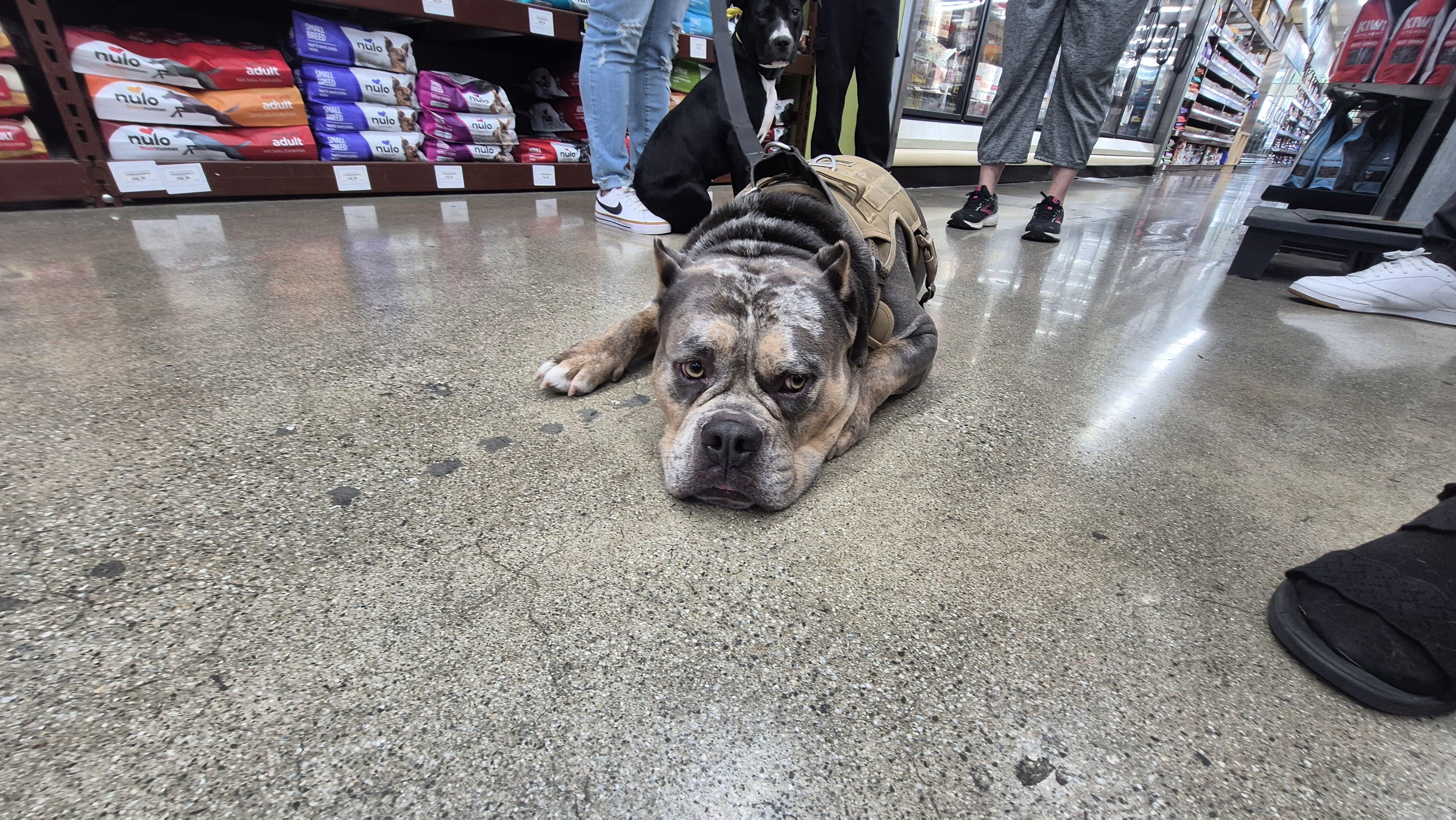 Enlarge Deebo Man, an adopted American Bulldog in Manhattan Beach, CA image 4/6