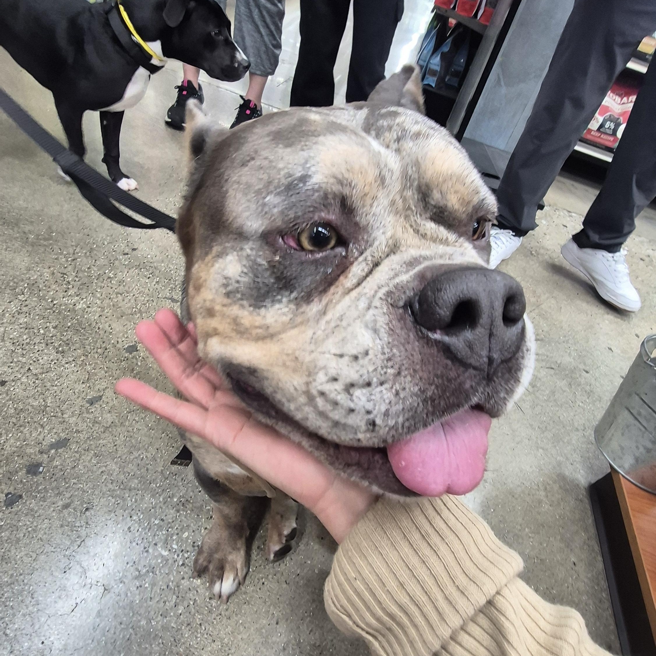 Enlarge Deebo Man, an adopted American Bulldog in Manhattan Beach, CA image 6/6