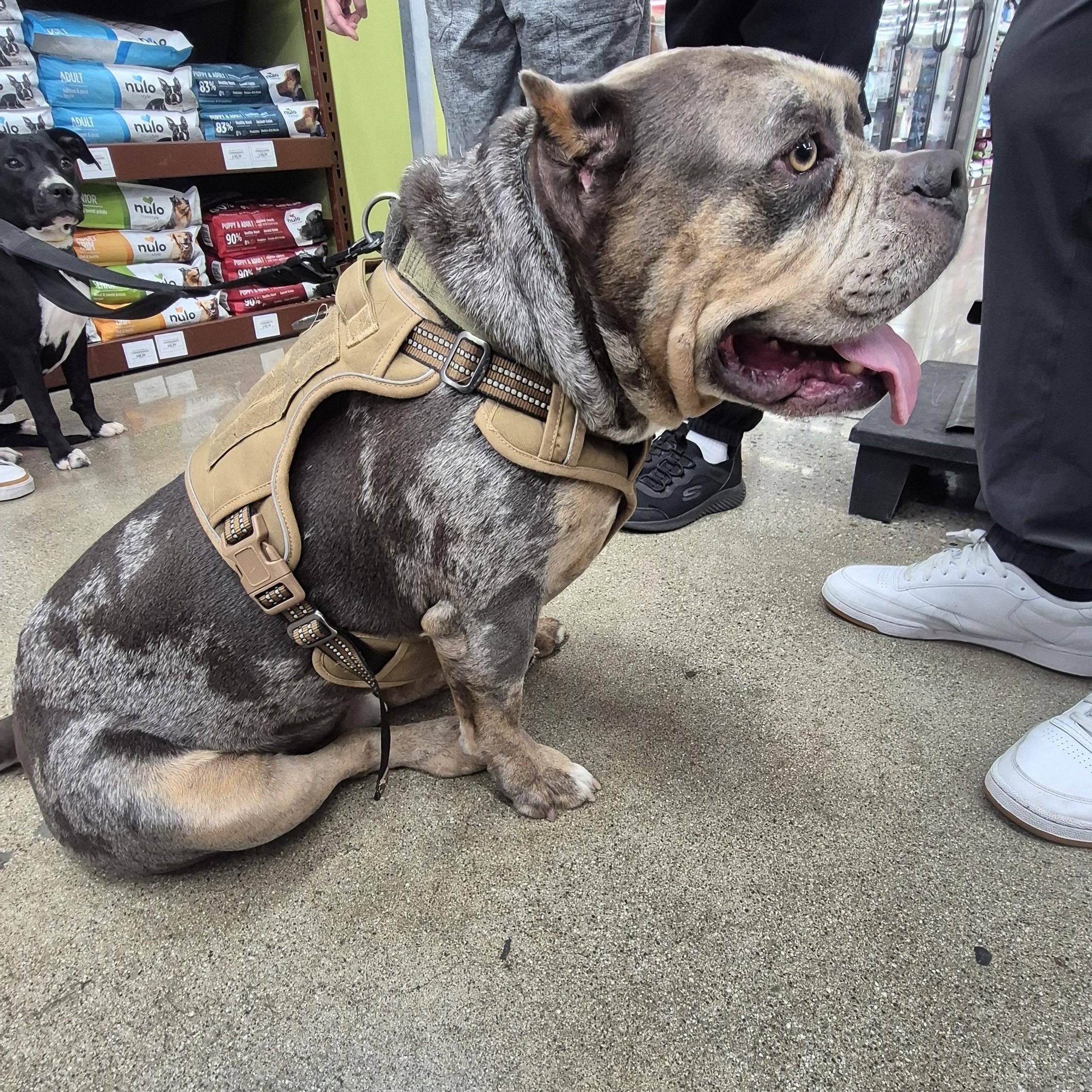 Enlarge Deebo Man, an adopted American Bulldog in Manhattan Beach, CA image 2/6