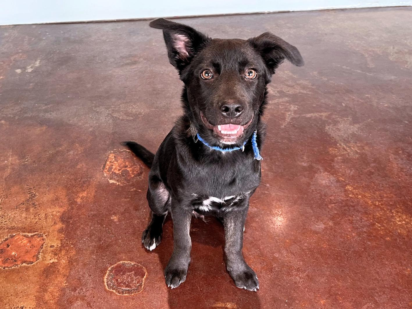 Enlarge Sam, a Adoptable mixed breed in San Antonio, TX image 4/5