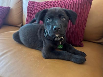 Saturn, Adoptable, Puppy Male Border Collie & Chihuahua.