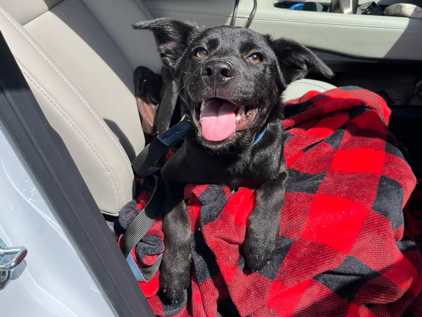 Enlarge Sam, a Adoptable mixed breed in San Antonio, TX image 5/5