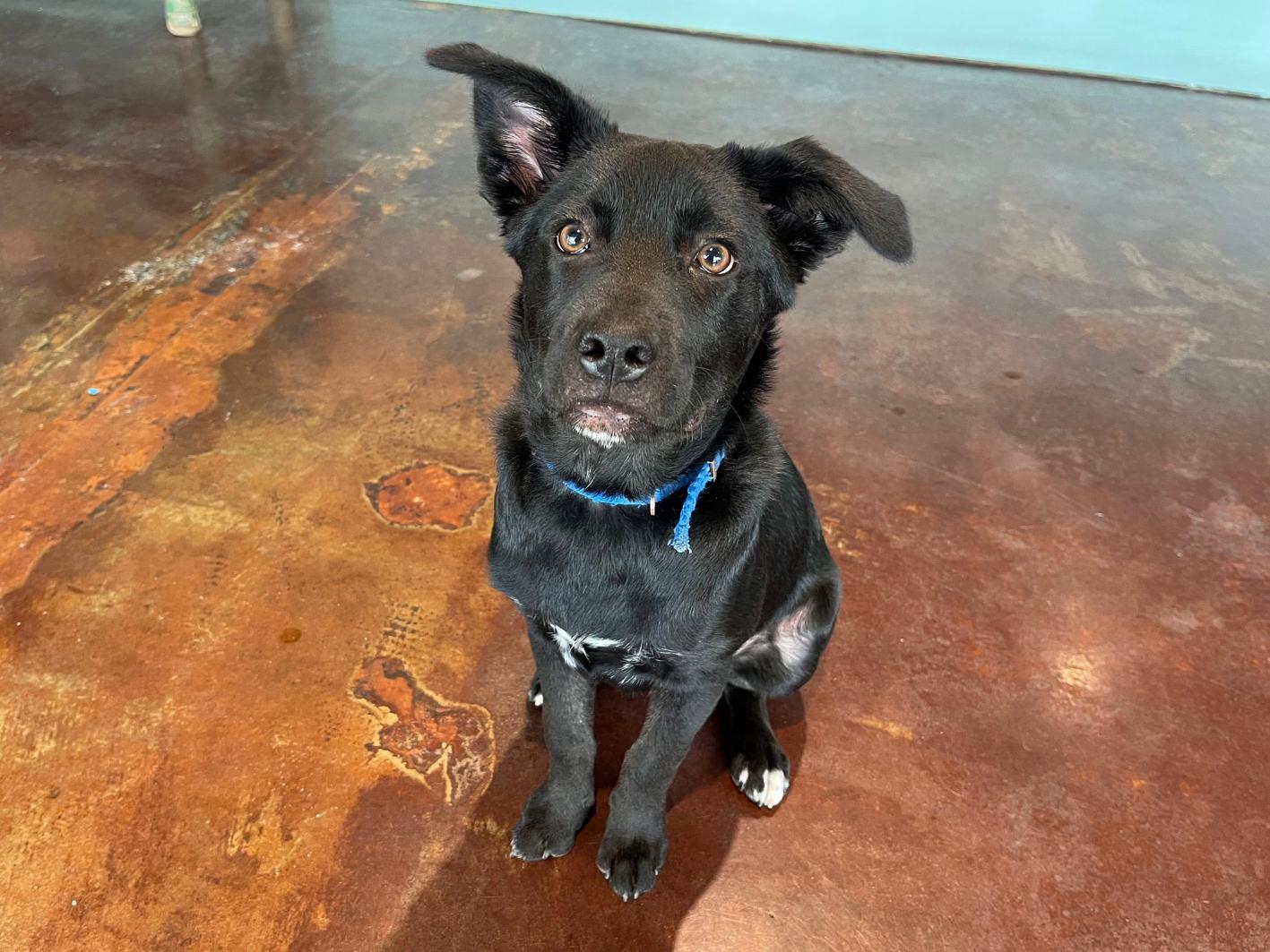 Sam, Adoptable, Puppy Male Border Collie & Chihuahua.
