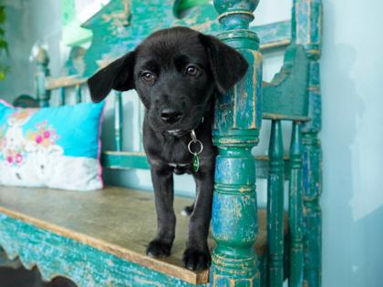 Saturn, a Adoptable mixed breed in San Antonio, TX image 2/3