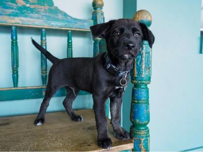 Saturn, a Adoptable mixed breed in San Antonio, TX image 3/3