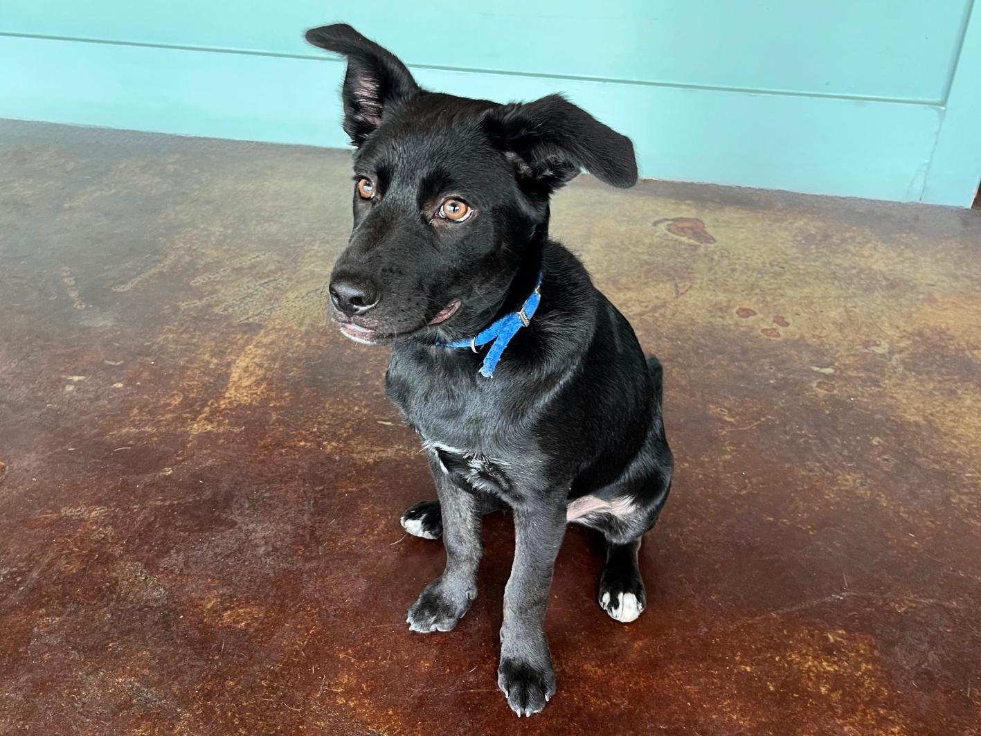 Enlarge Sam, a Adoptable mixed breed in San Antonio, TX image 3/5