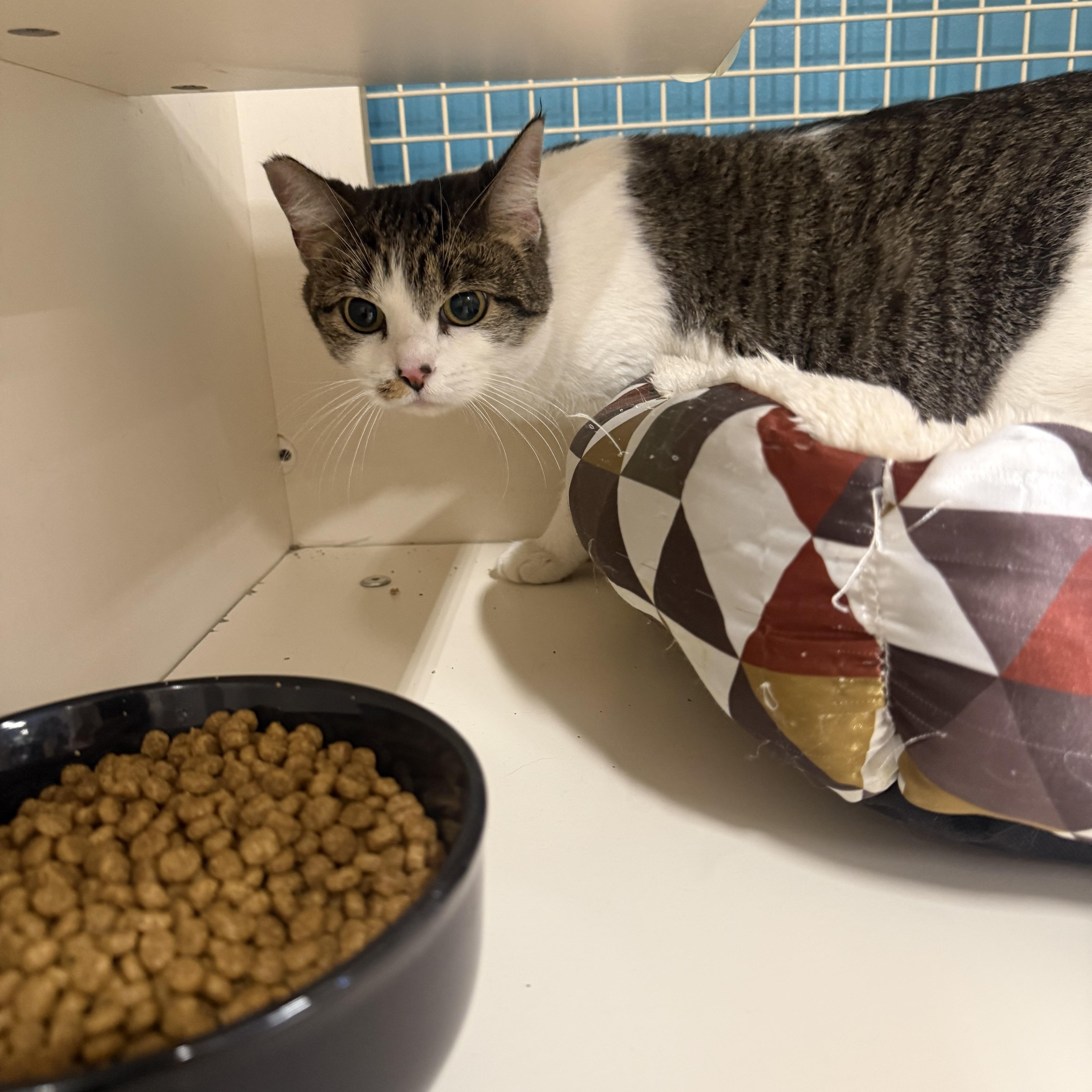 Enlarge Window Princess, a Adoptable Domestic Short Hair in Las Vegas, NV image 1/1