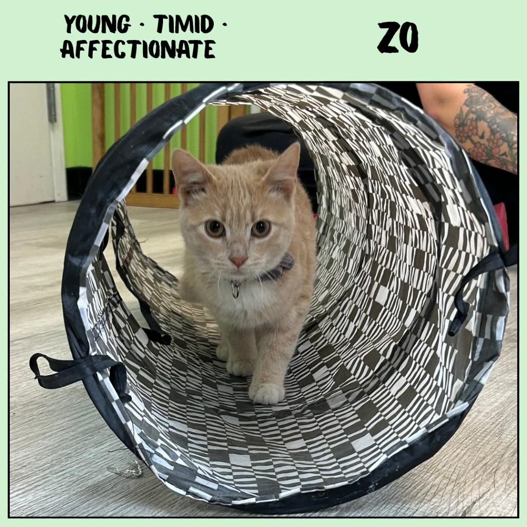 Enlarge Zo, a Adoptable Domestic Short Hair in Emporia, KS image 1/2