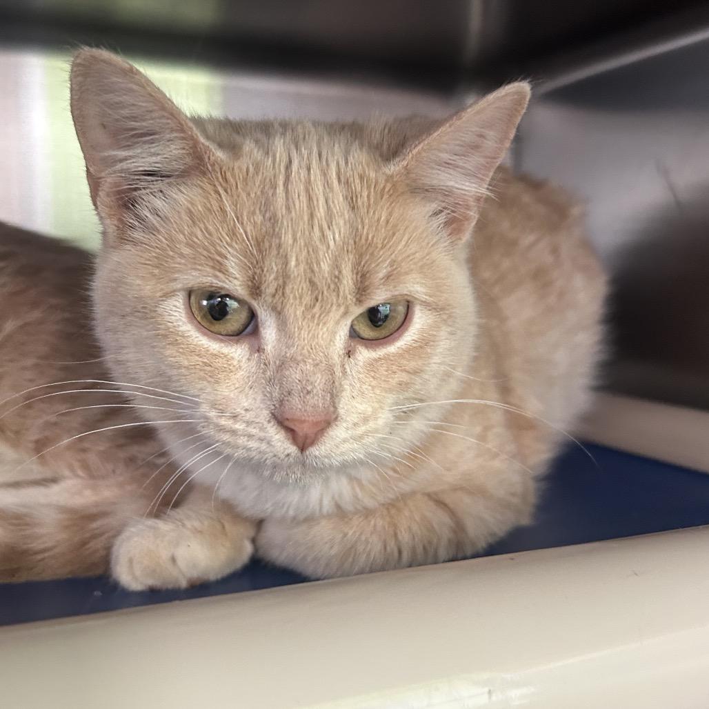 Enlarge Zo, a Adoptable Domestic Short Hair in Emporia, KS image 2/2