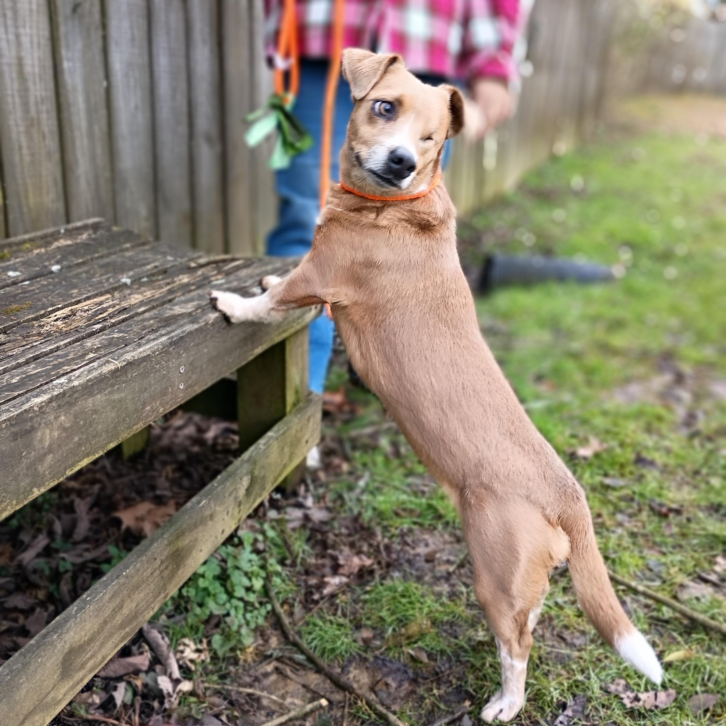 Lola, ADOPTABLE, Adult Female Chiweenie.