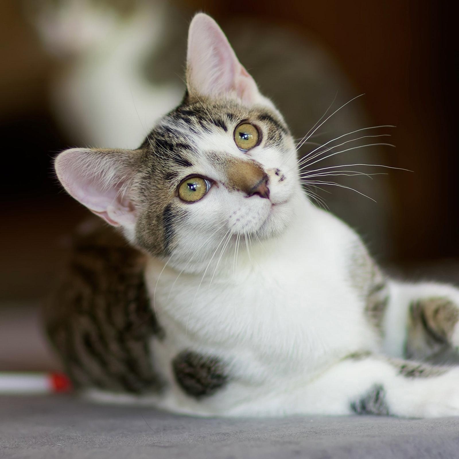 Goya, Adoptable, Young Male Domestic Short Hair.