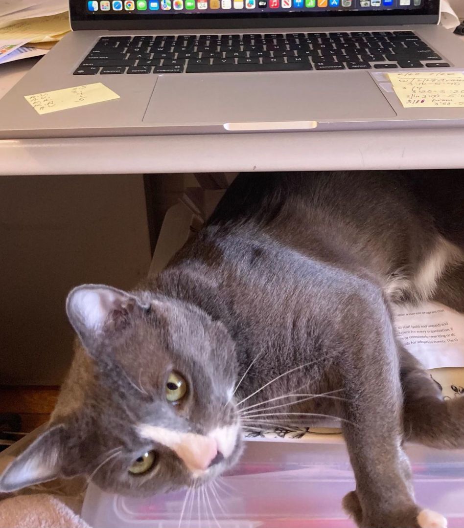 Enlarge Dusty, a Adopted Domestic Short Hair in New York, NY image 2/4