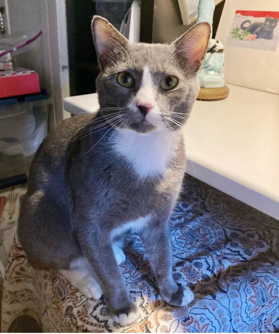 Enlarge Dusty, a Adopted Domestic Short Hair in New York, NY image 3/4