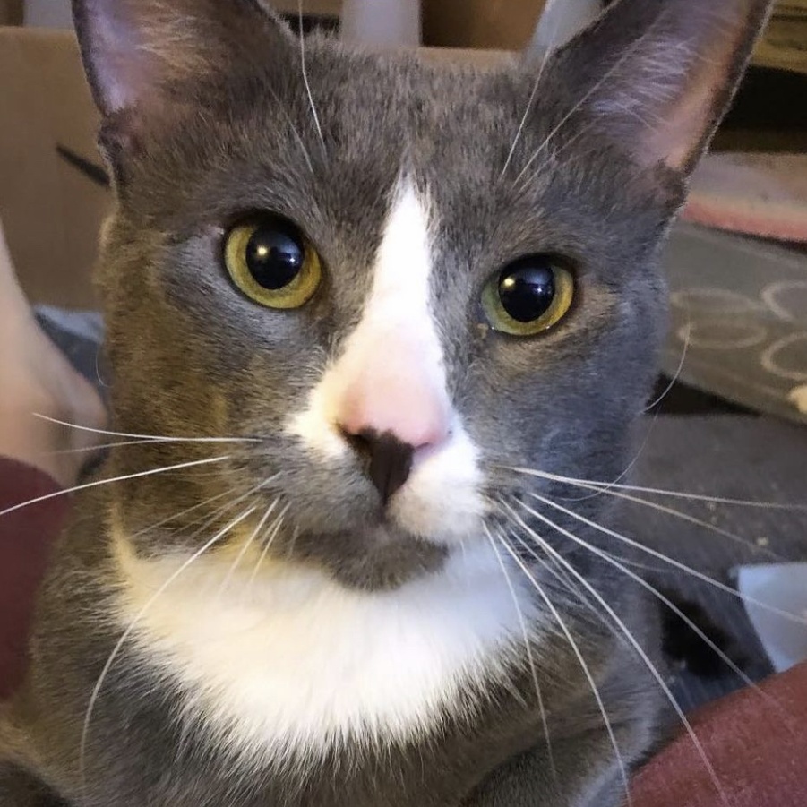 Dusty, Adopted, Adult Male Domestic Short Hair.