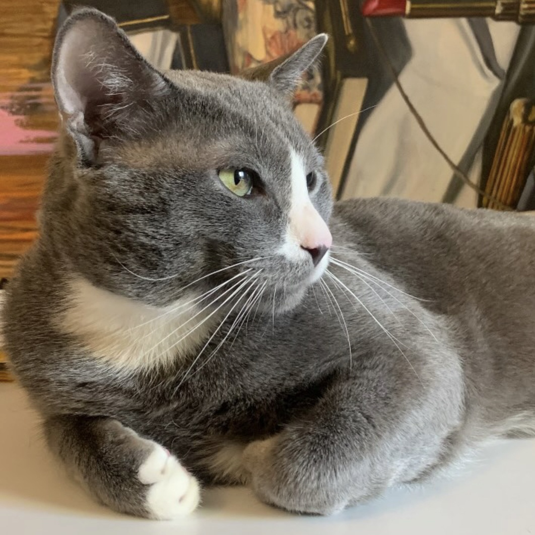 Enlarge Dusty, a Adopted Domestic Short Hair in New York, NY image 4/4