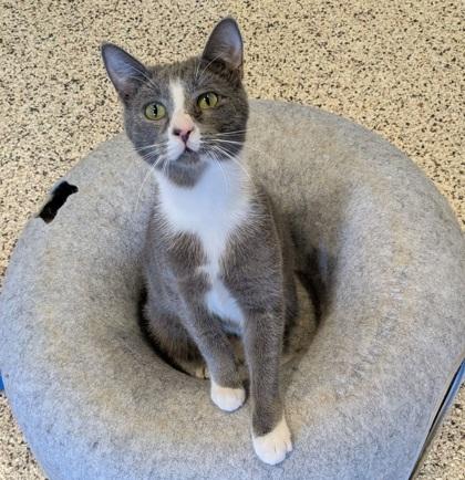 Enlarge Cardano 58688, a Adoptable Domestic Short Hair in Aiken, SC image 2/3