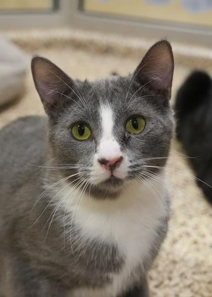 Enlarge Cardano 58688, a Adoptable Domestic Short Hair in Aiken, SC image 1/3