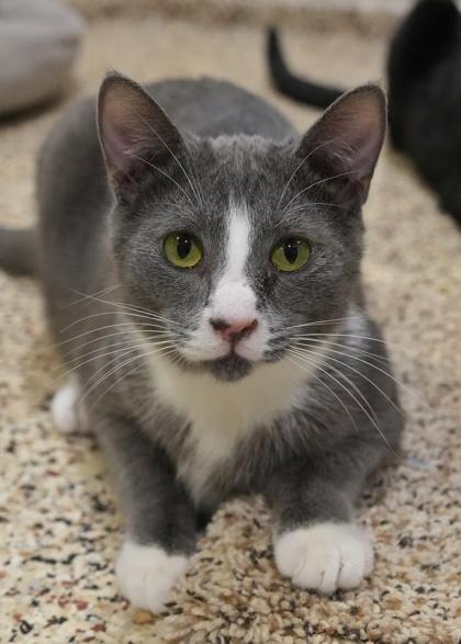 Cardano 58688, a Adoptable Domestic Short Hair in Aiken, SC image 1/2
