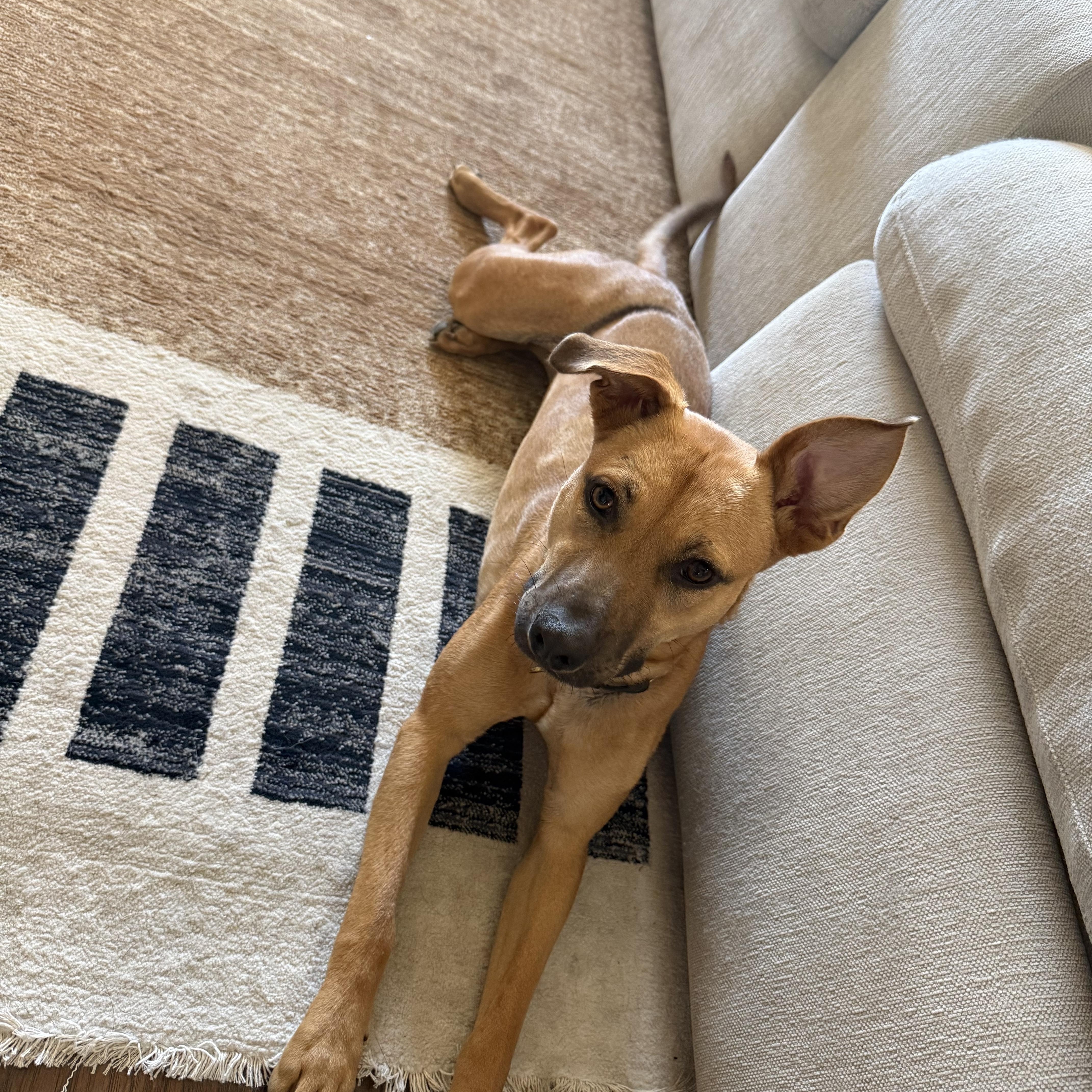 Enlarge Tajin, a Adoptable mixed breed in Red Lodge, MT image 2/6