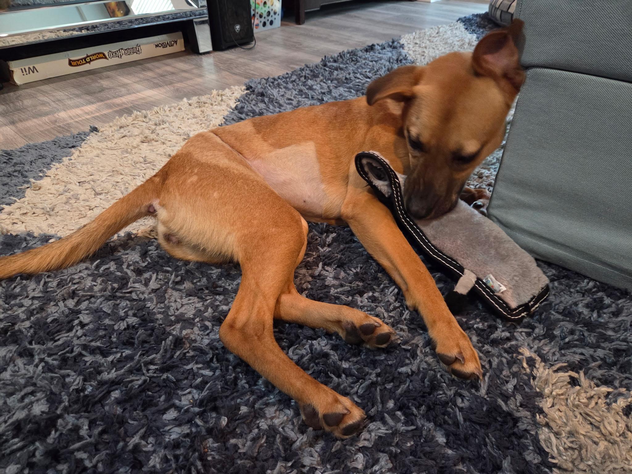Enlarge Tajin, a Adoptable mixed breed in Red Lodge, MT image 6/6