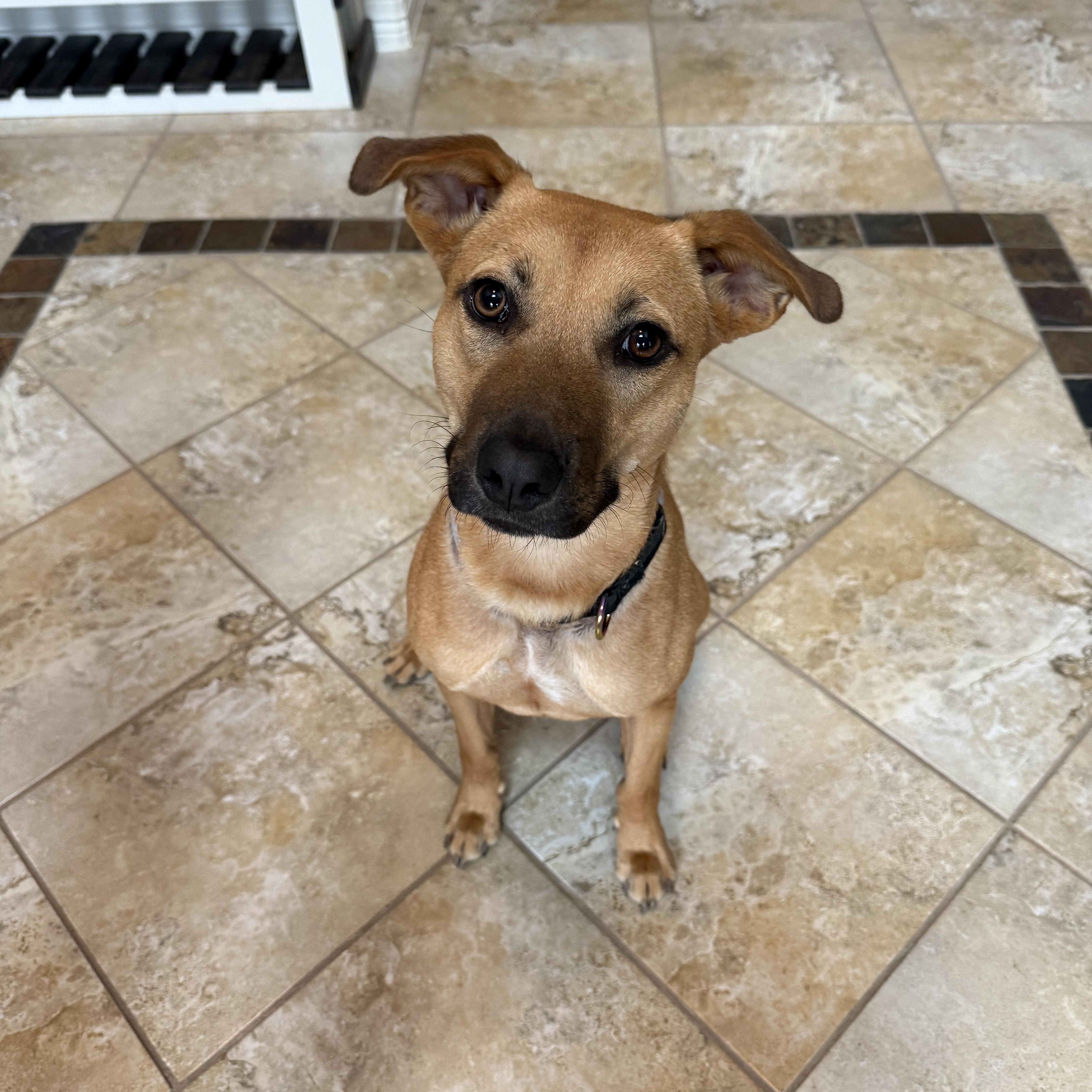 Enlarge Tajin, a Adoptable mixed breed in Red Lodge, MT image 1/6